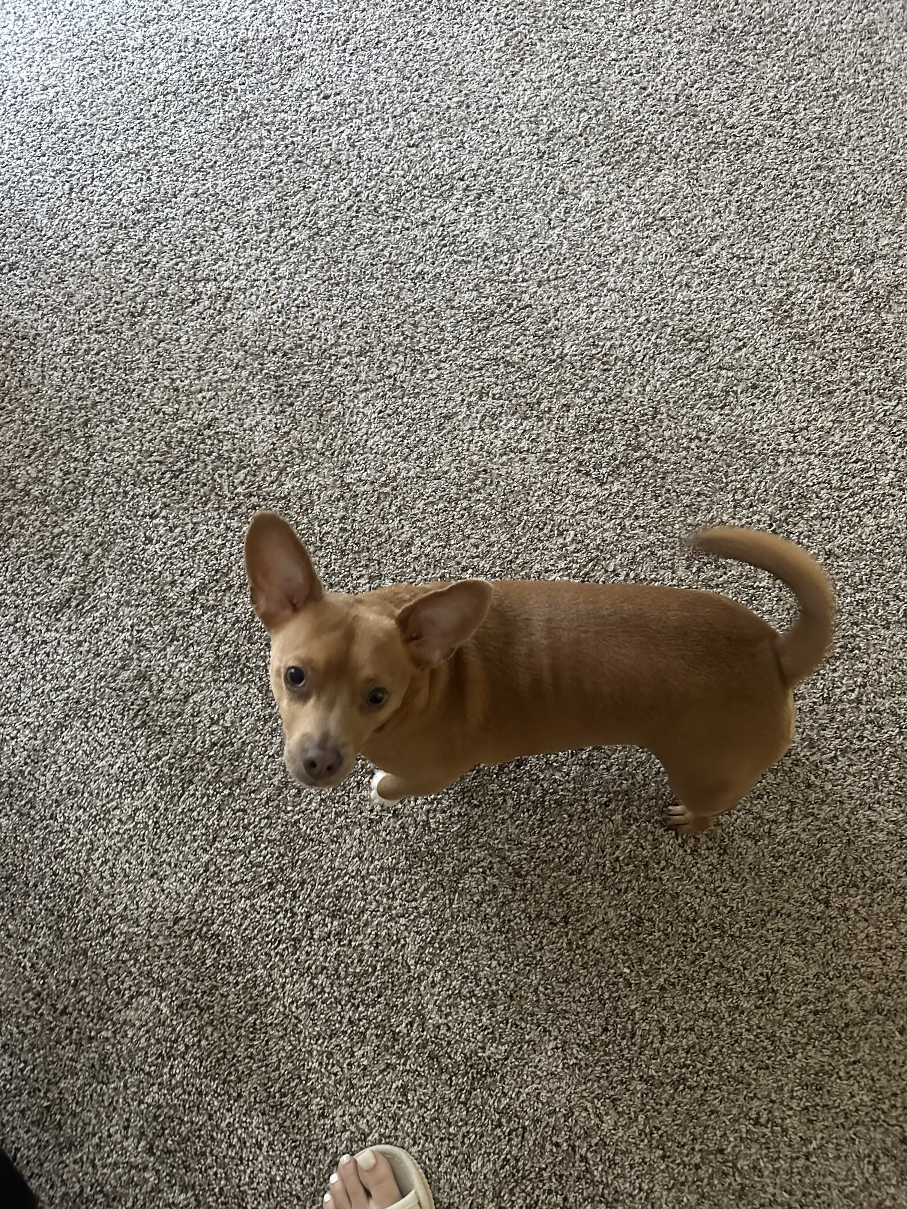 Jack Russell terrier mix male image 4