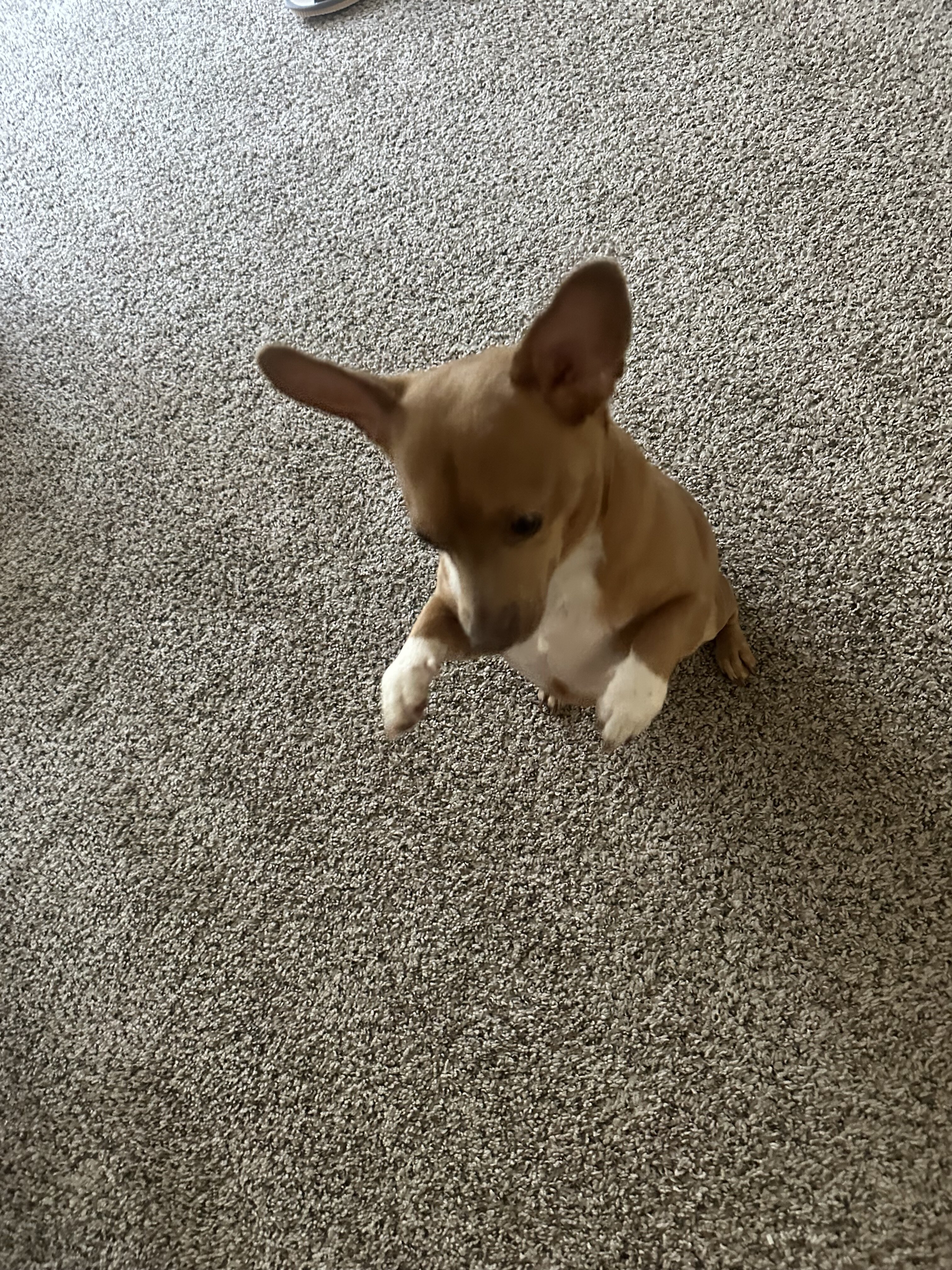 Jack Russell terrier mix male image 3