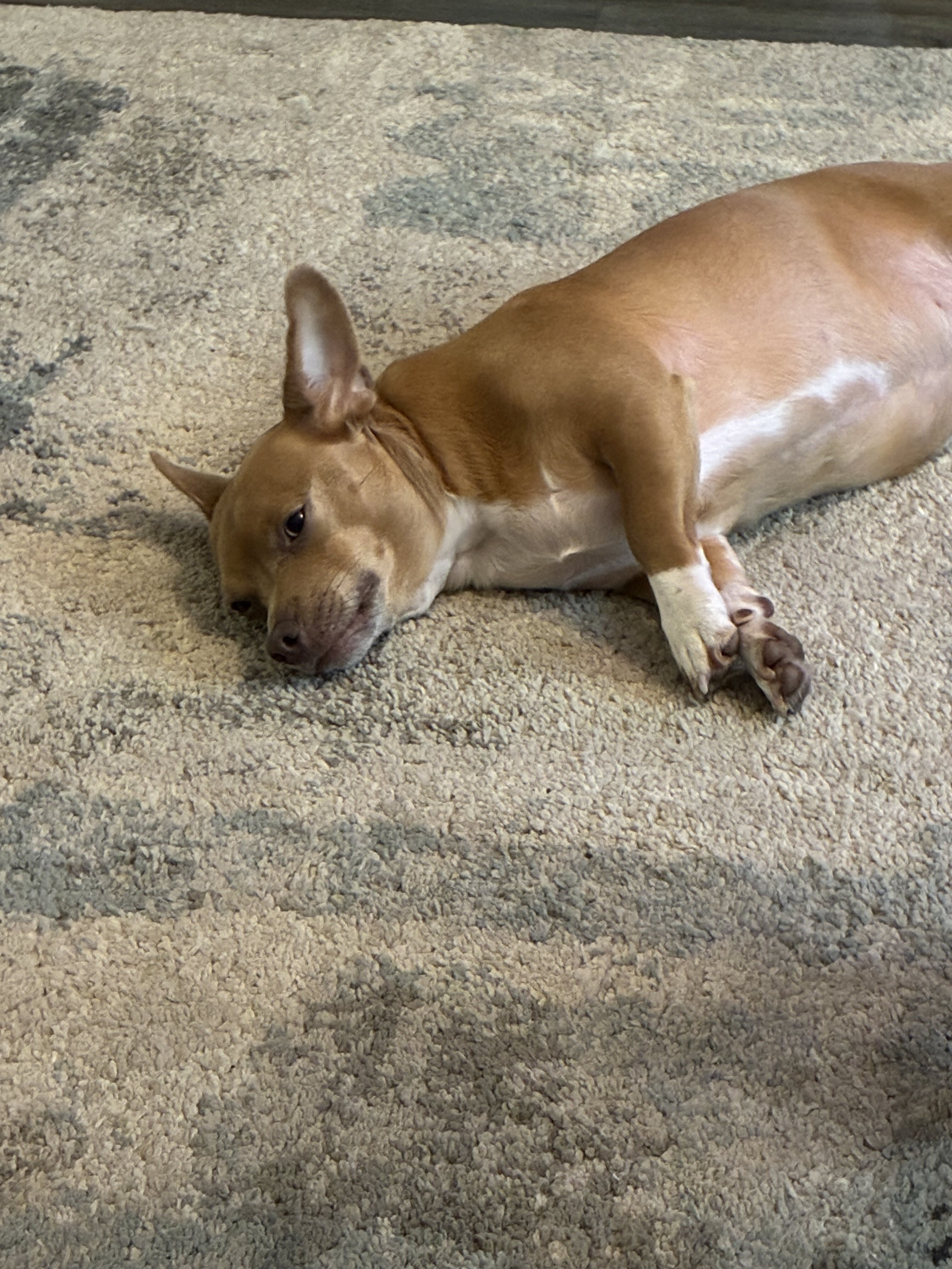 Jack Russell terrier mix male image 1