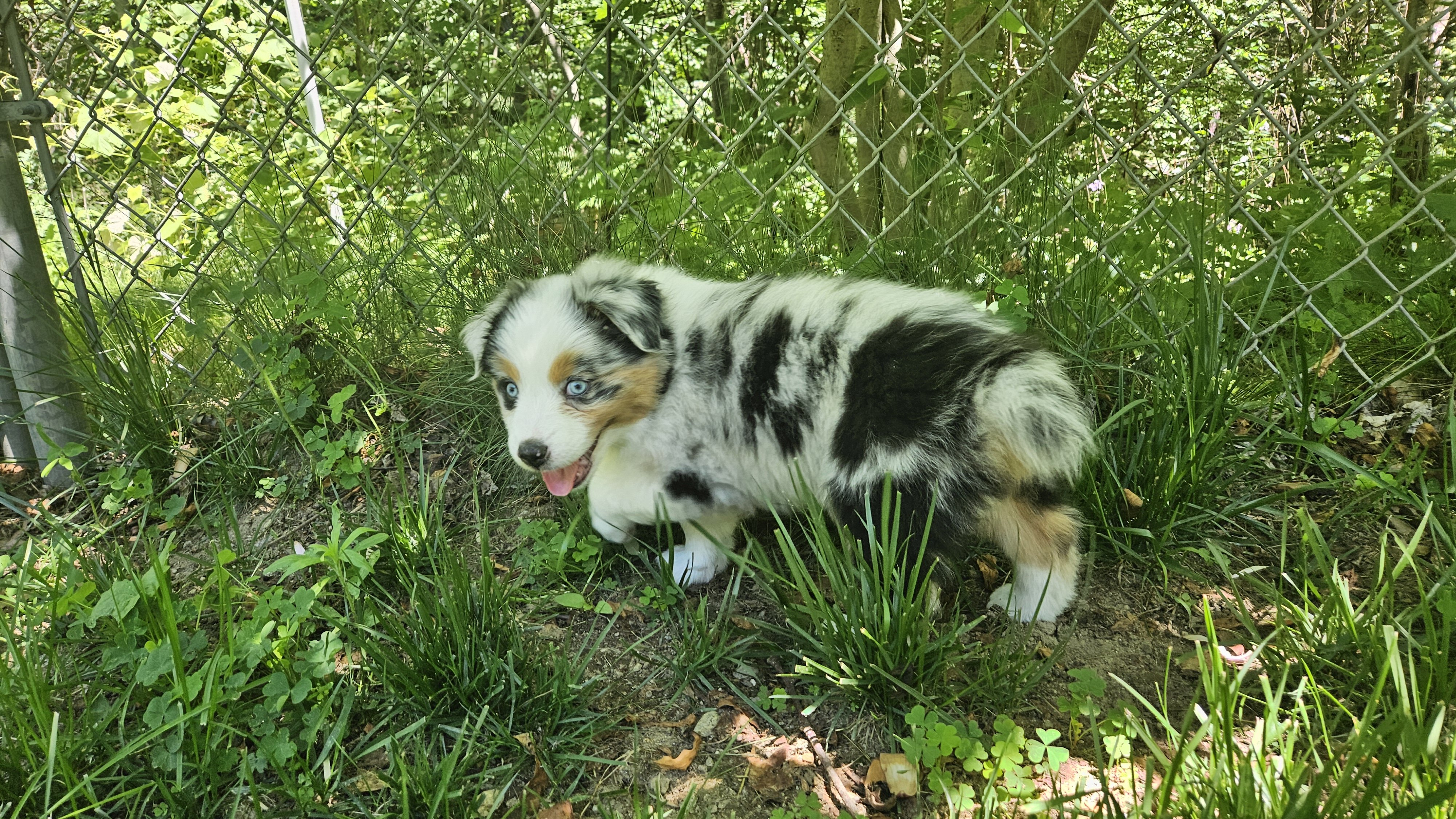 Australian Shepherd Puppies For Sale image 2