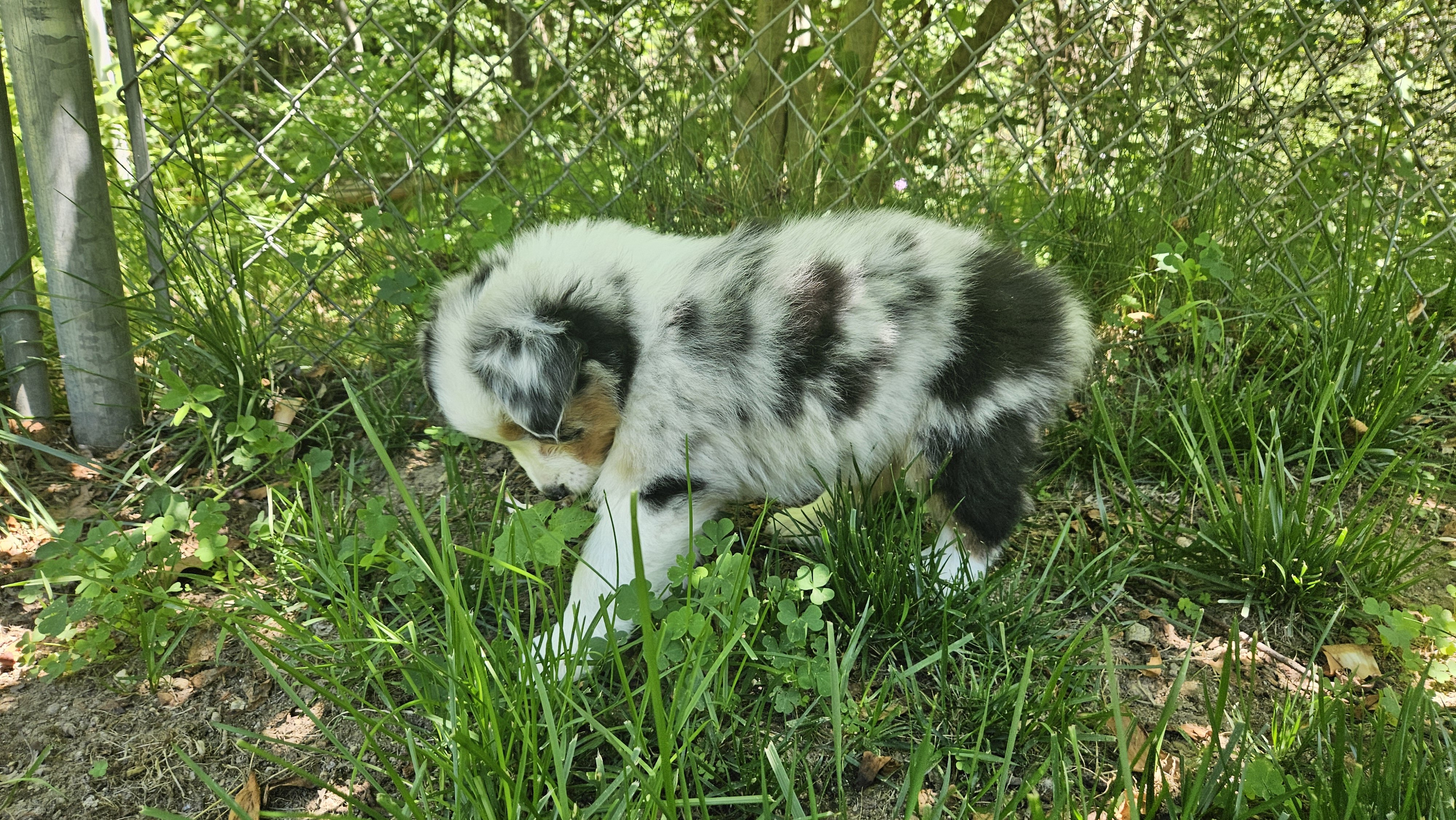 Australian Shepherd Puppies For Sale image 1