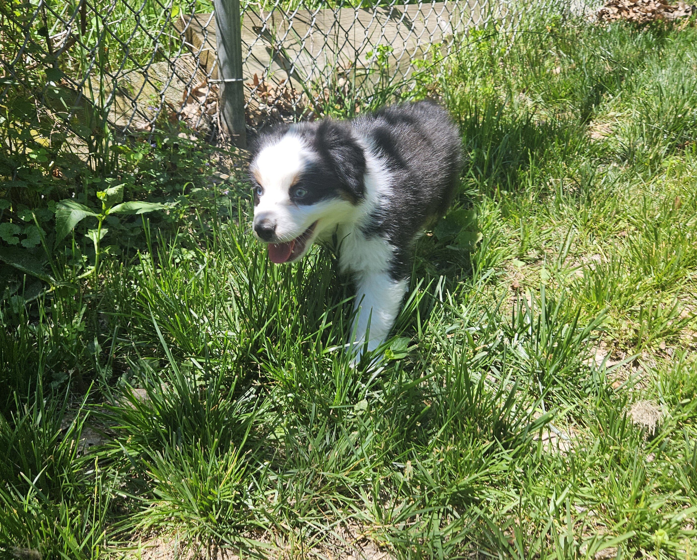 Australian Shepherd Puppies For Sale image 3