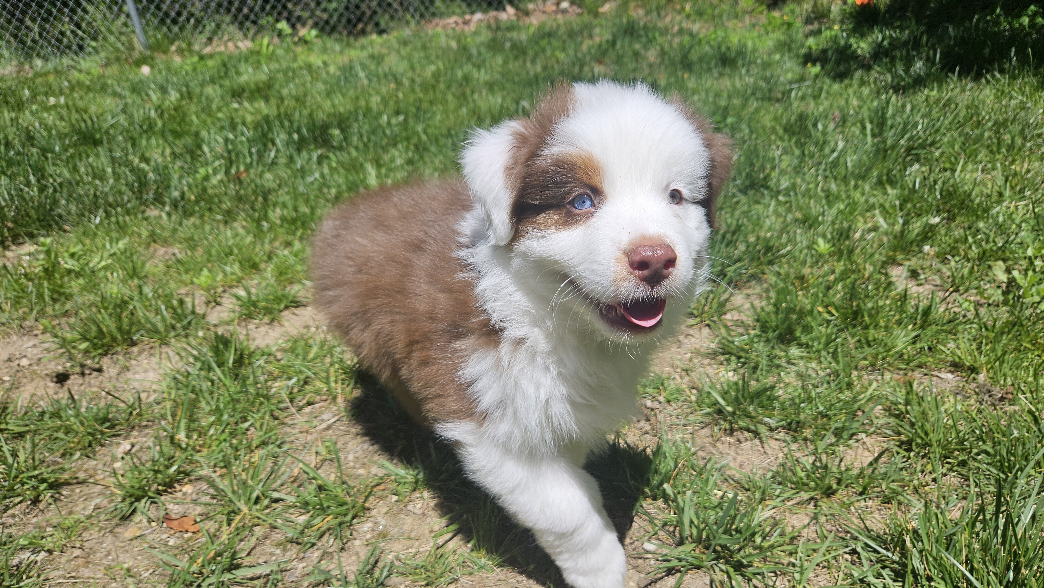 Australian Shepherd Puppies For Sale image 4