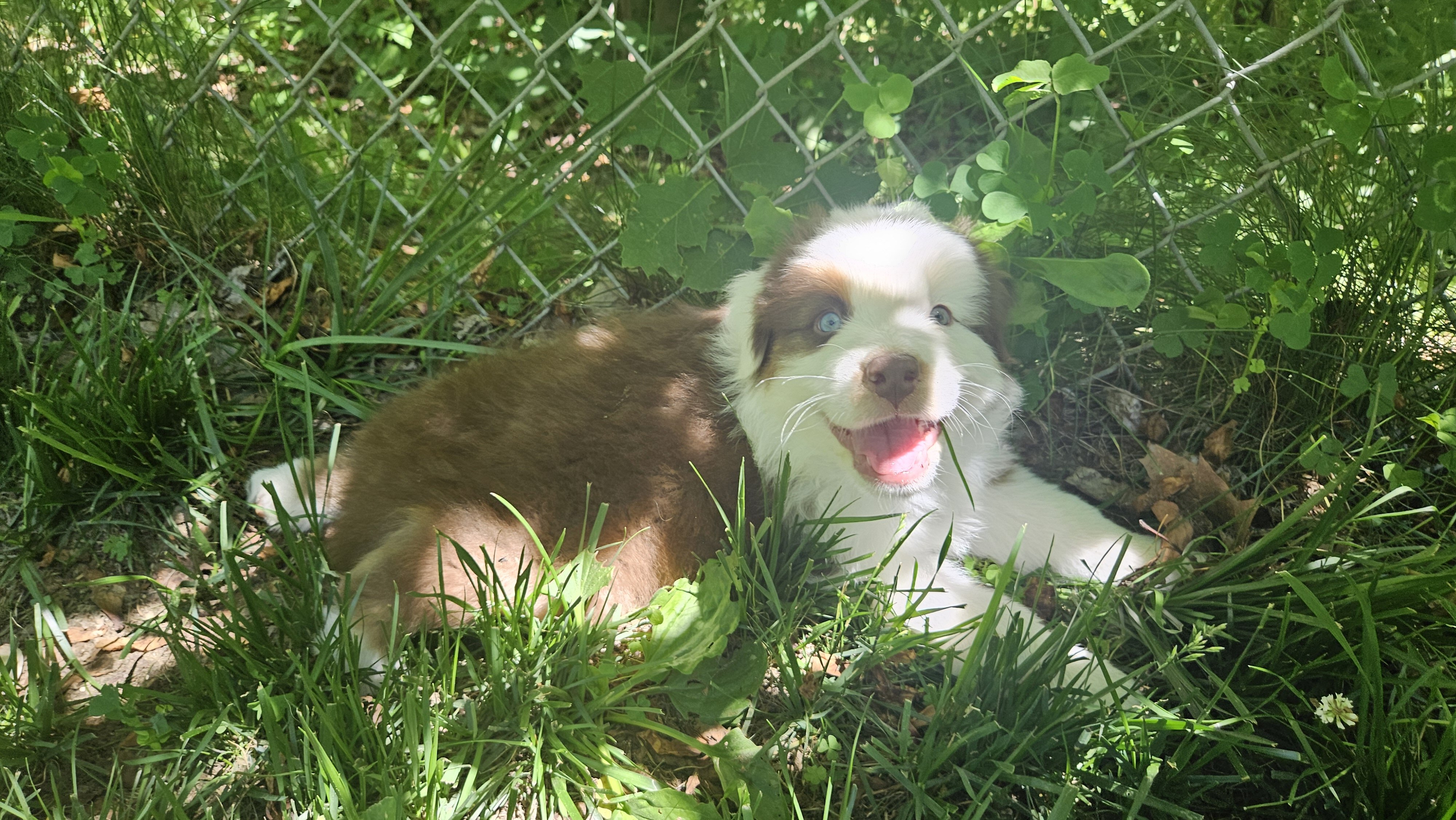 Australian Shepherd Puppies For Sale image 6