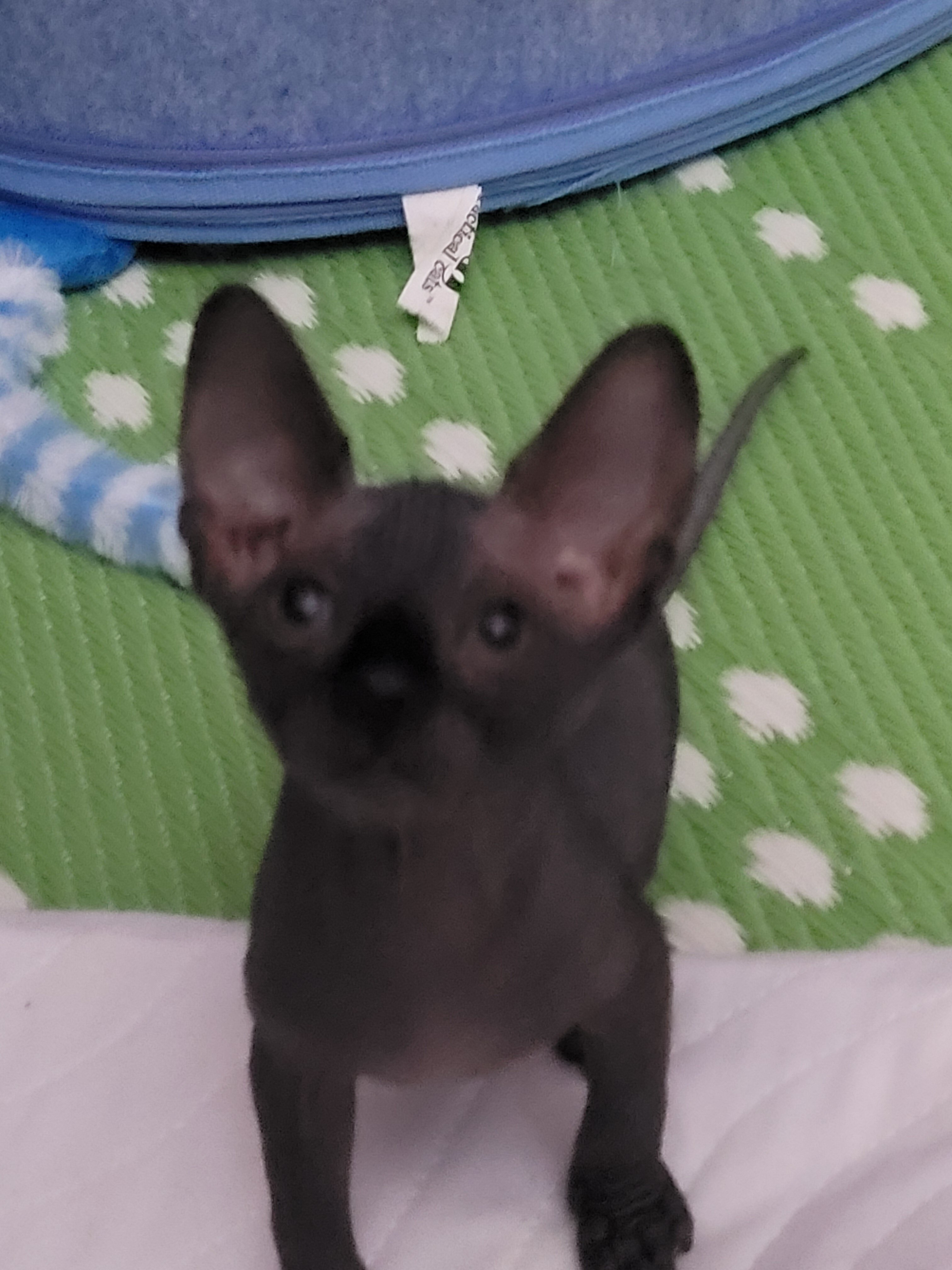Sphynx for rehomeing  beautiful image 1