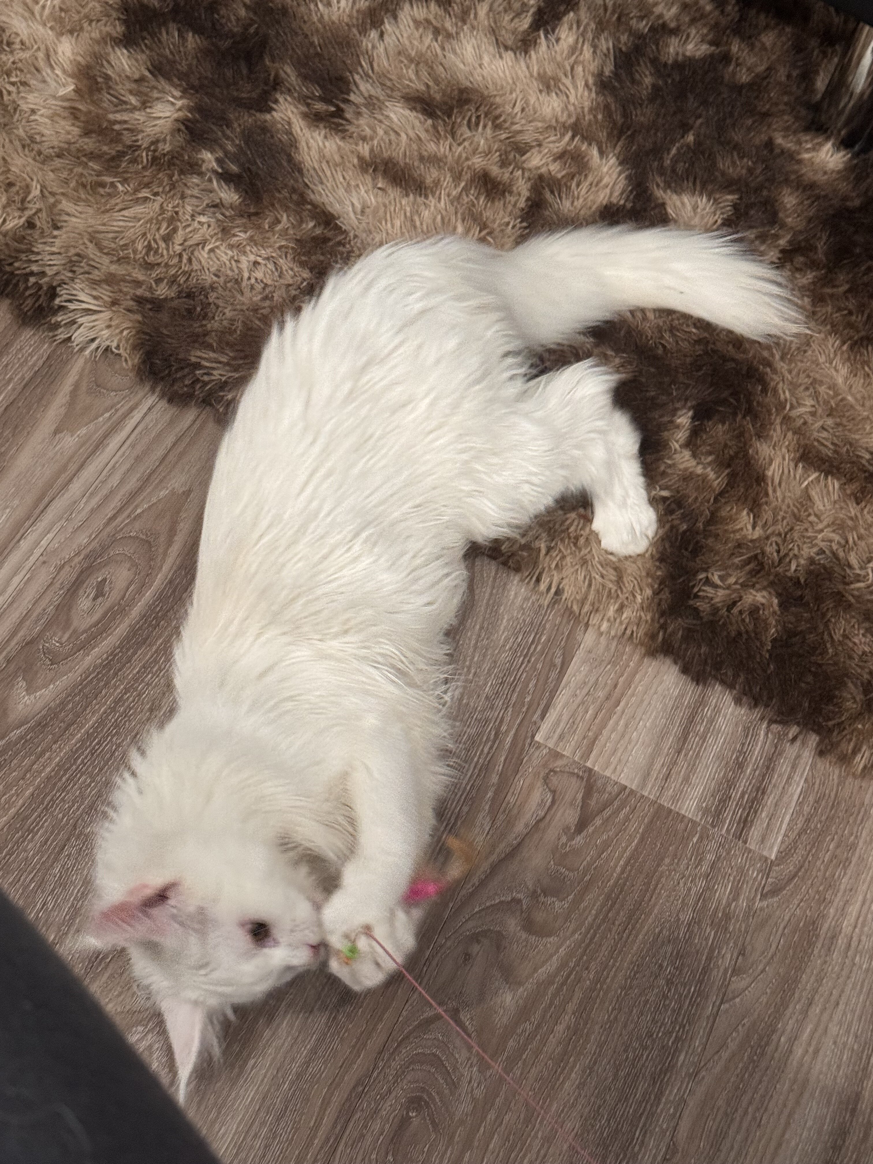 All White Maine Coon image 3