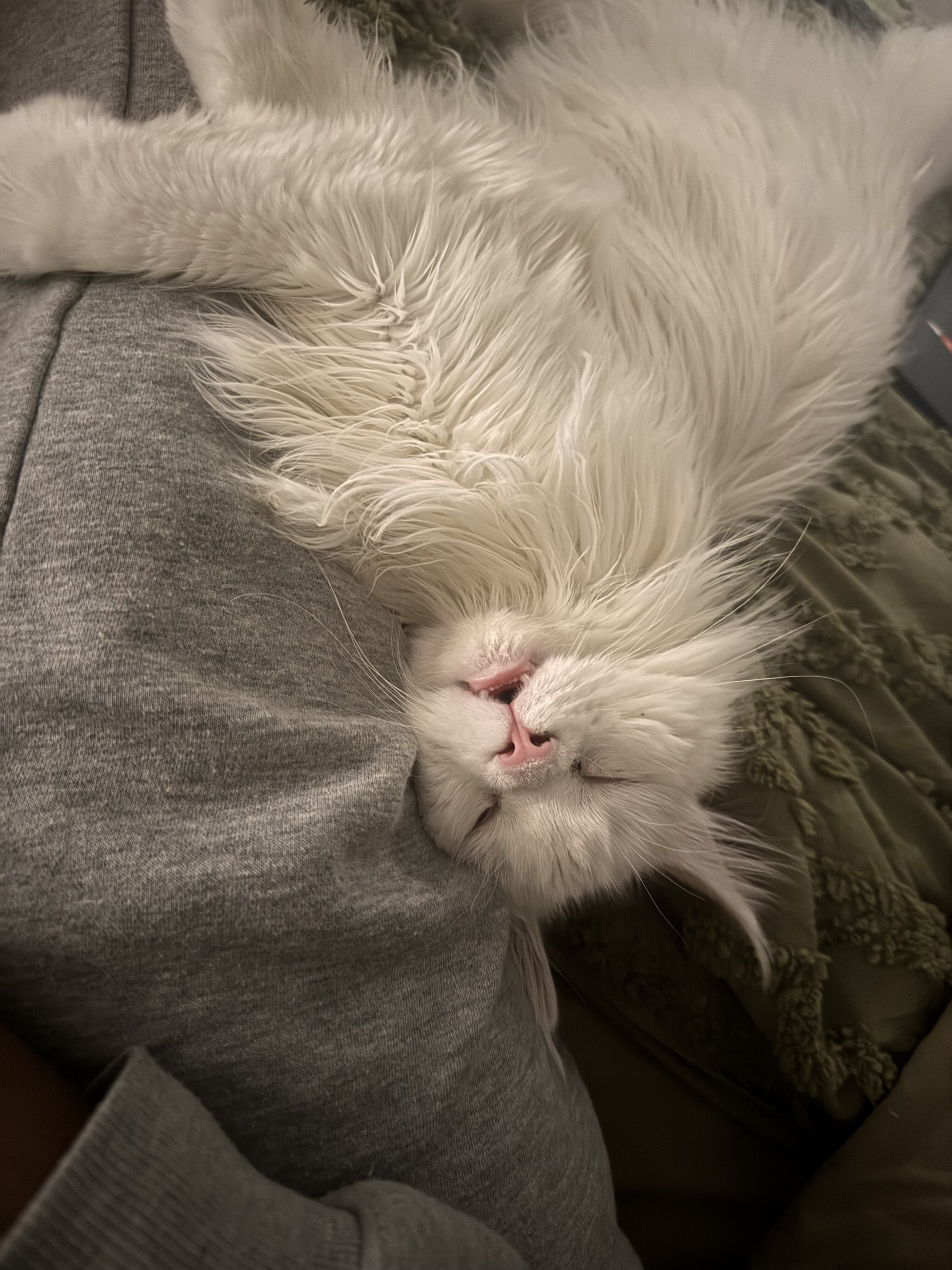 All White Maine Coon image 2