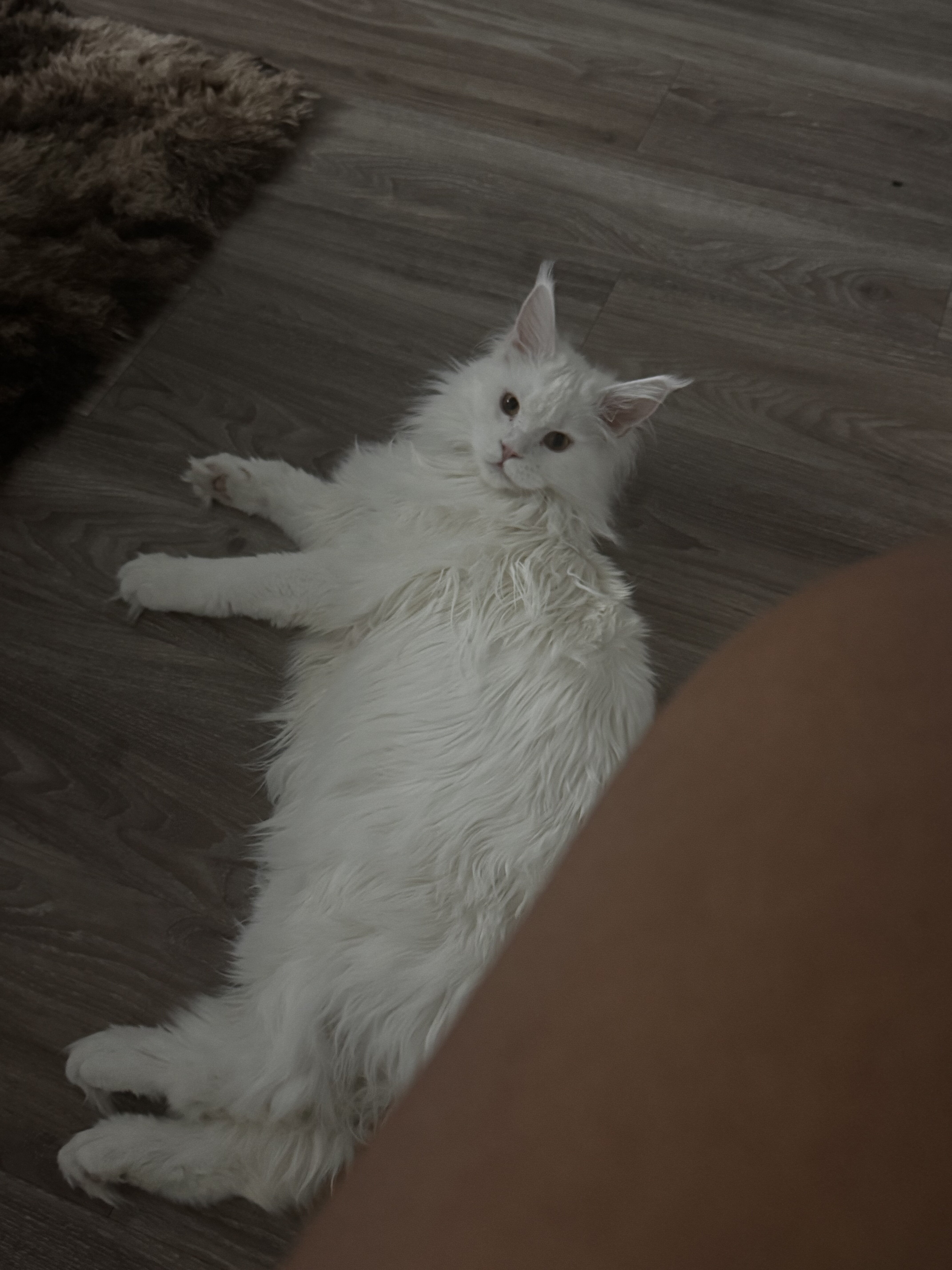All White Maine Coon image 4