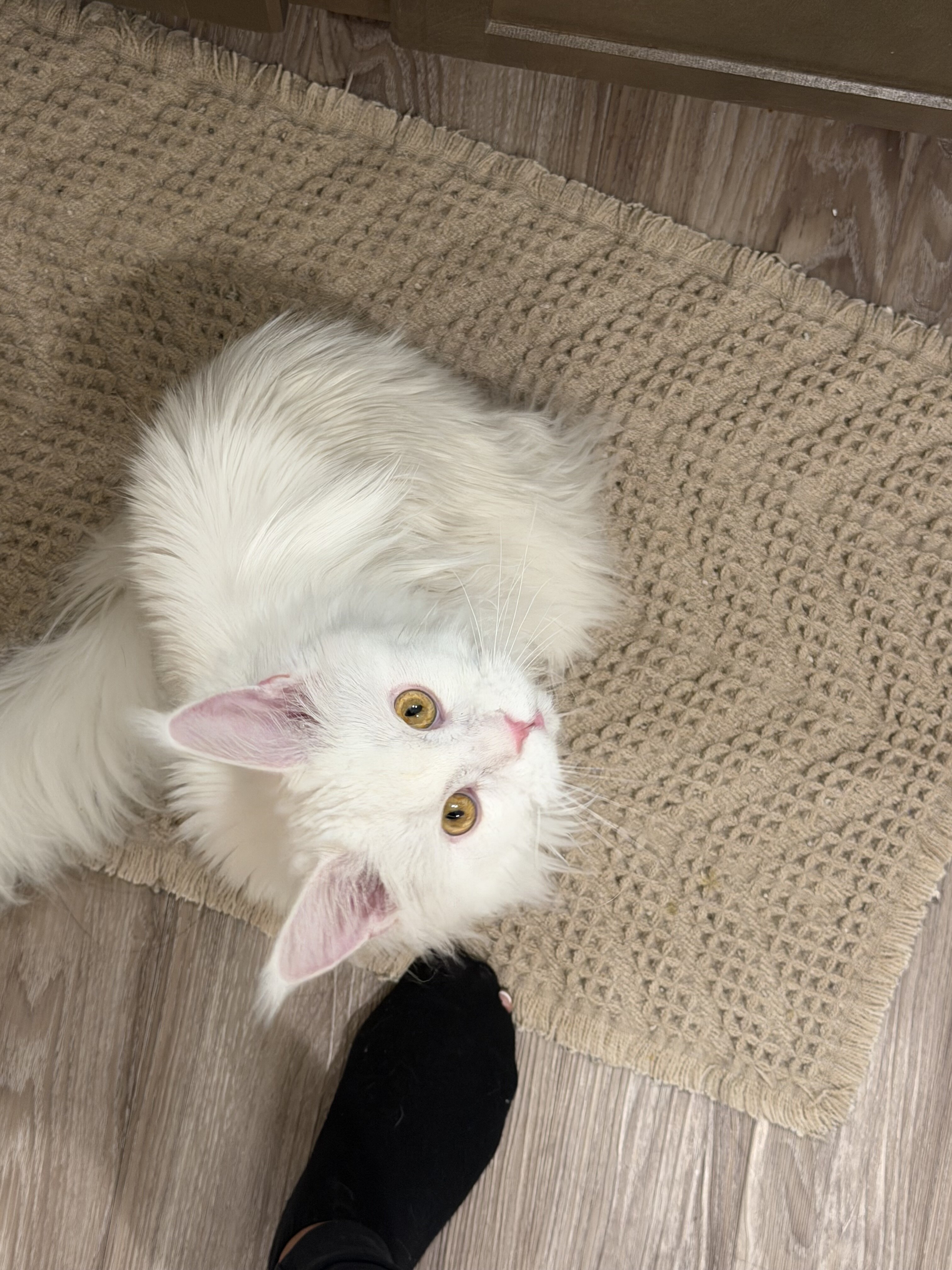 All White Maine Coon image 5