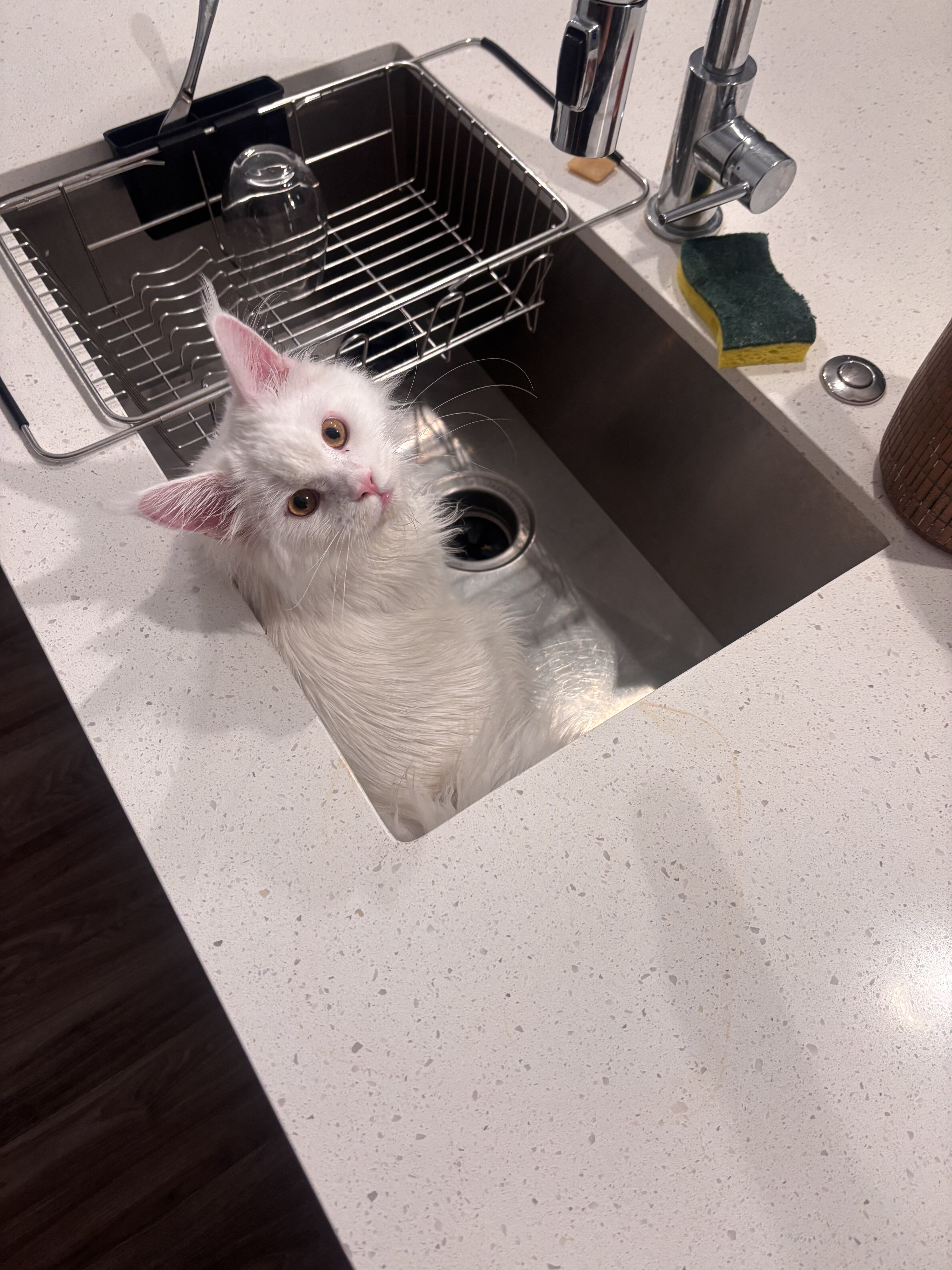 All White Maine Coon image 1