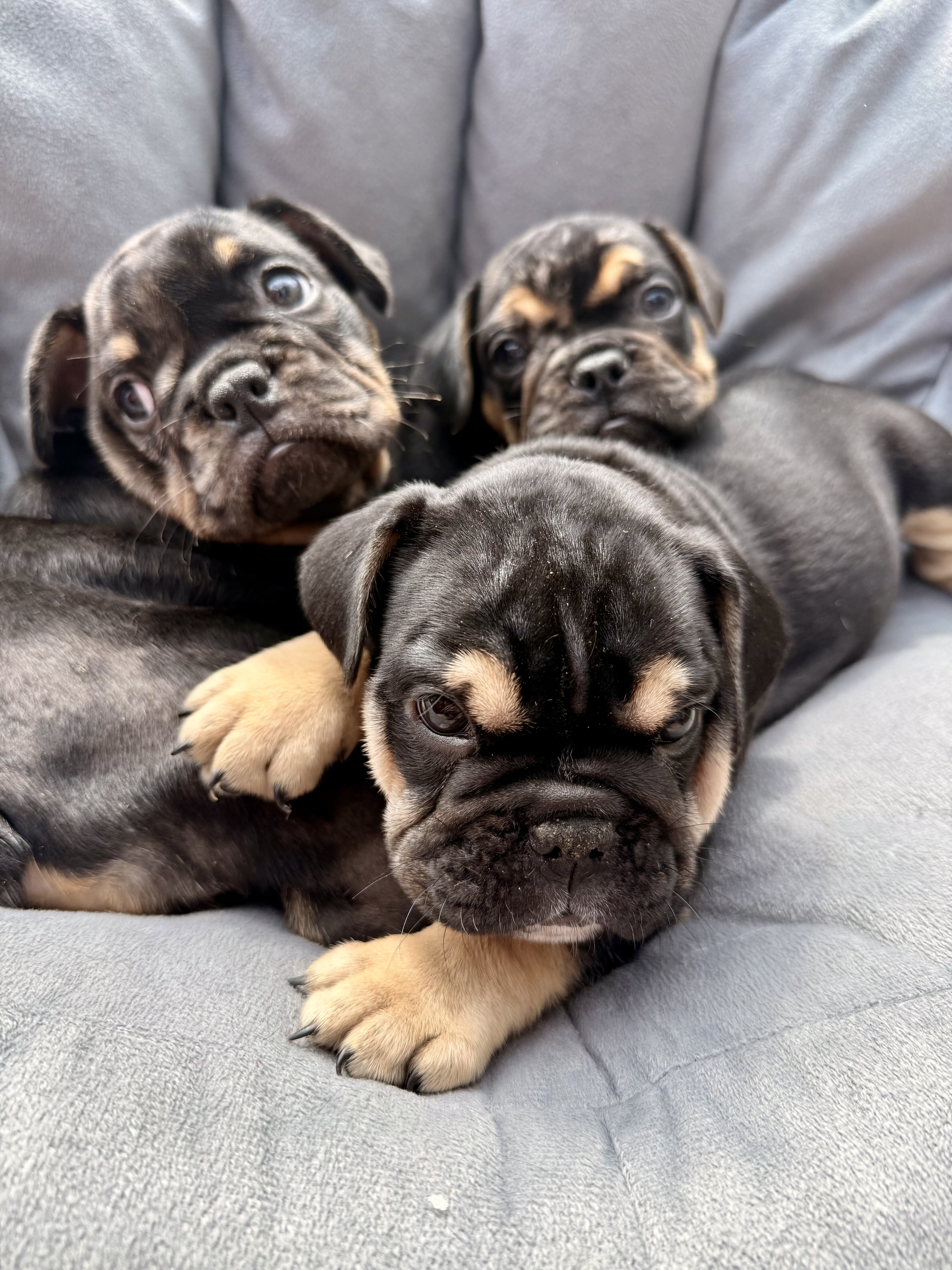 French and english mix puppies image 4