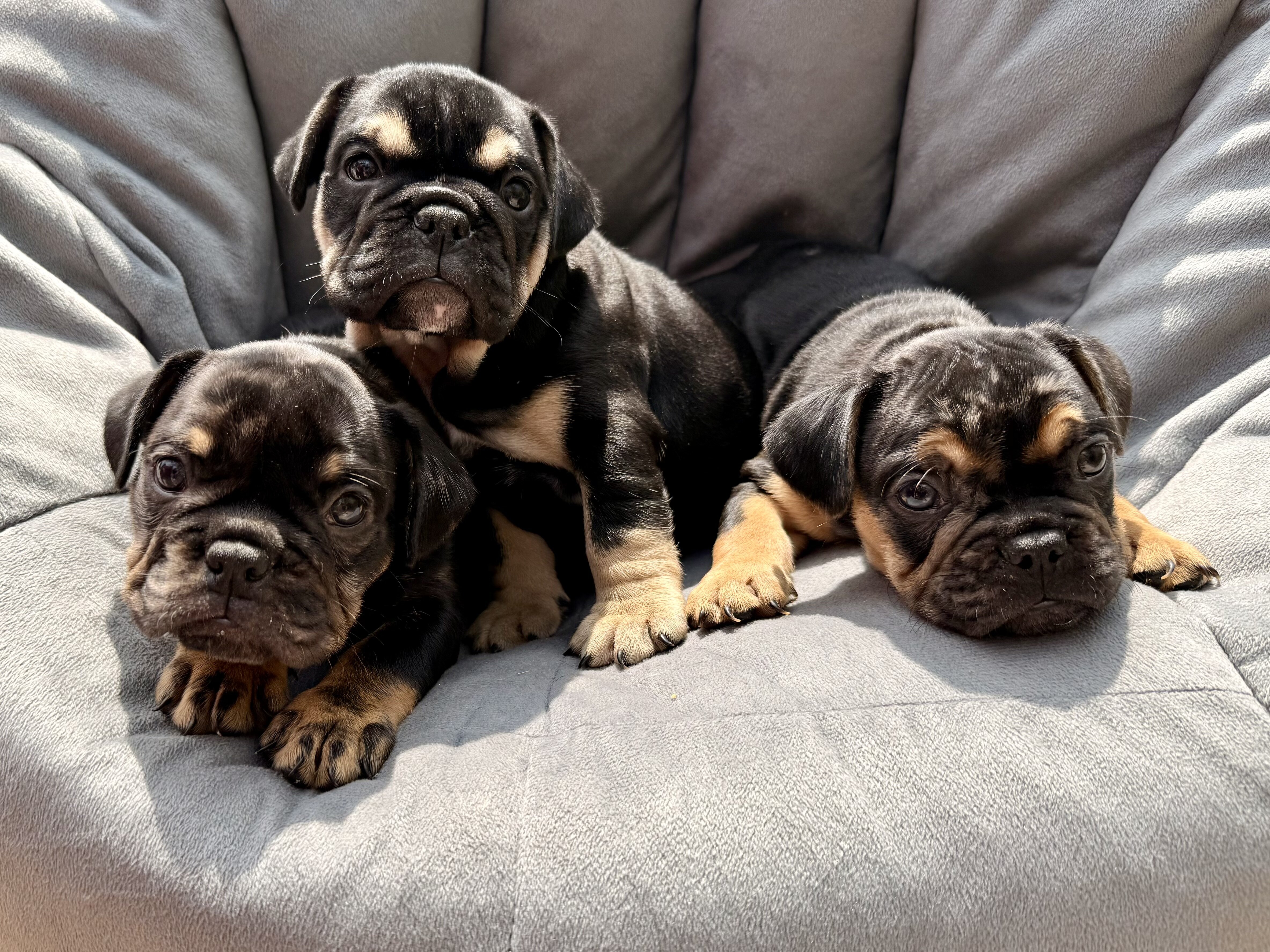French and english mix puppies image 3