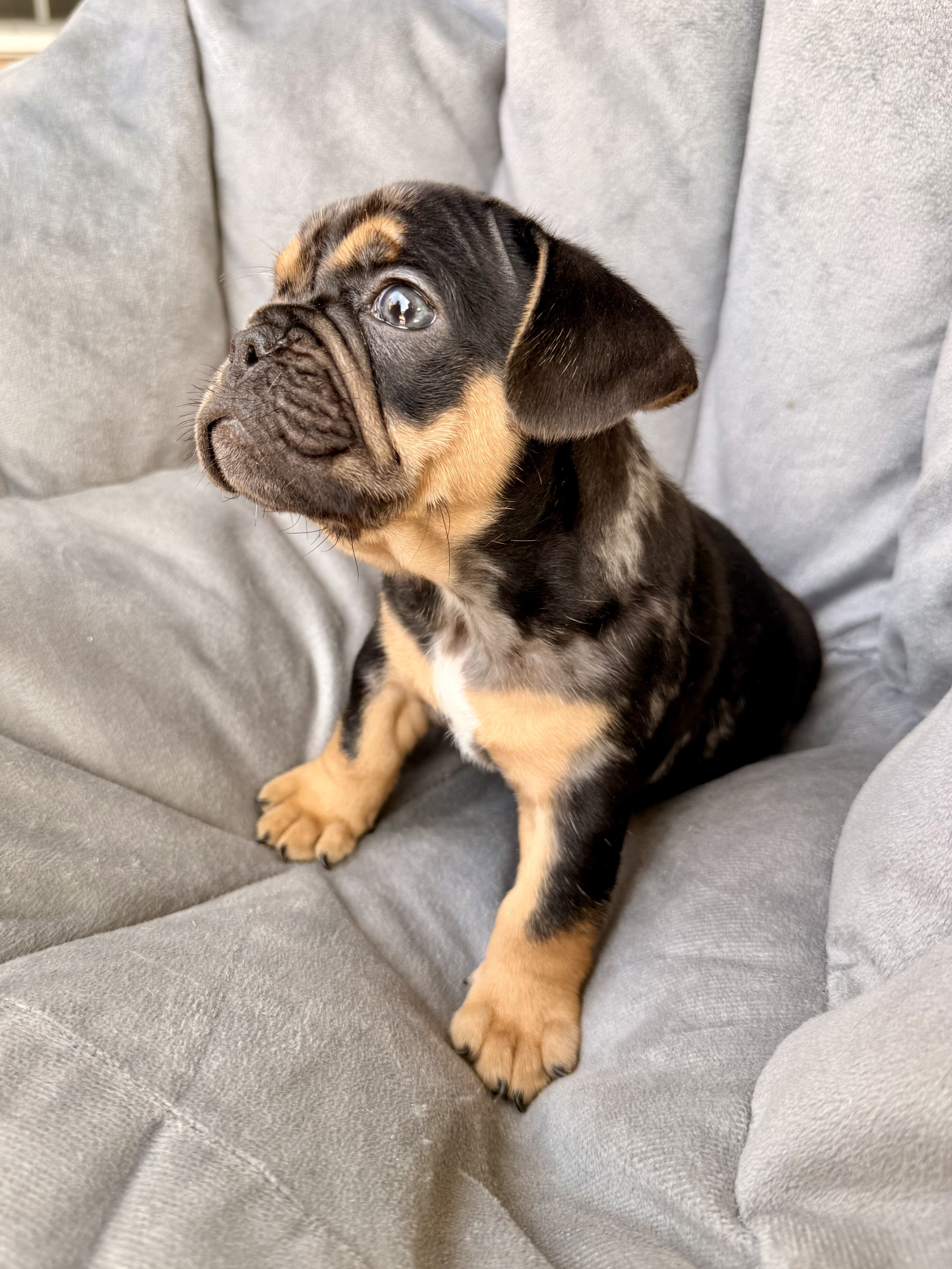 French and english mix puppies image 1