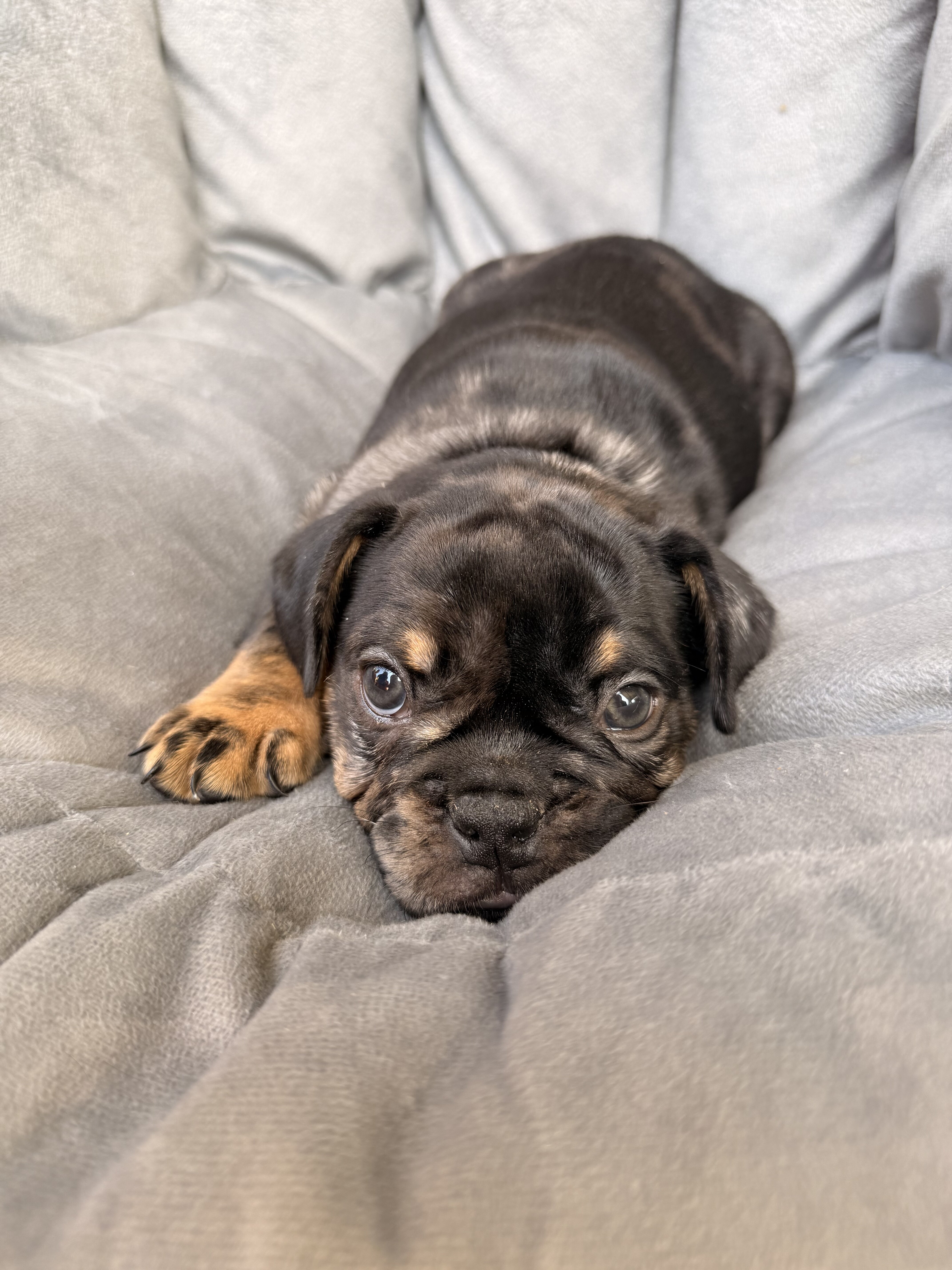 French and english mix puppies image 2