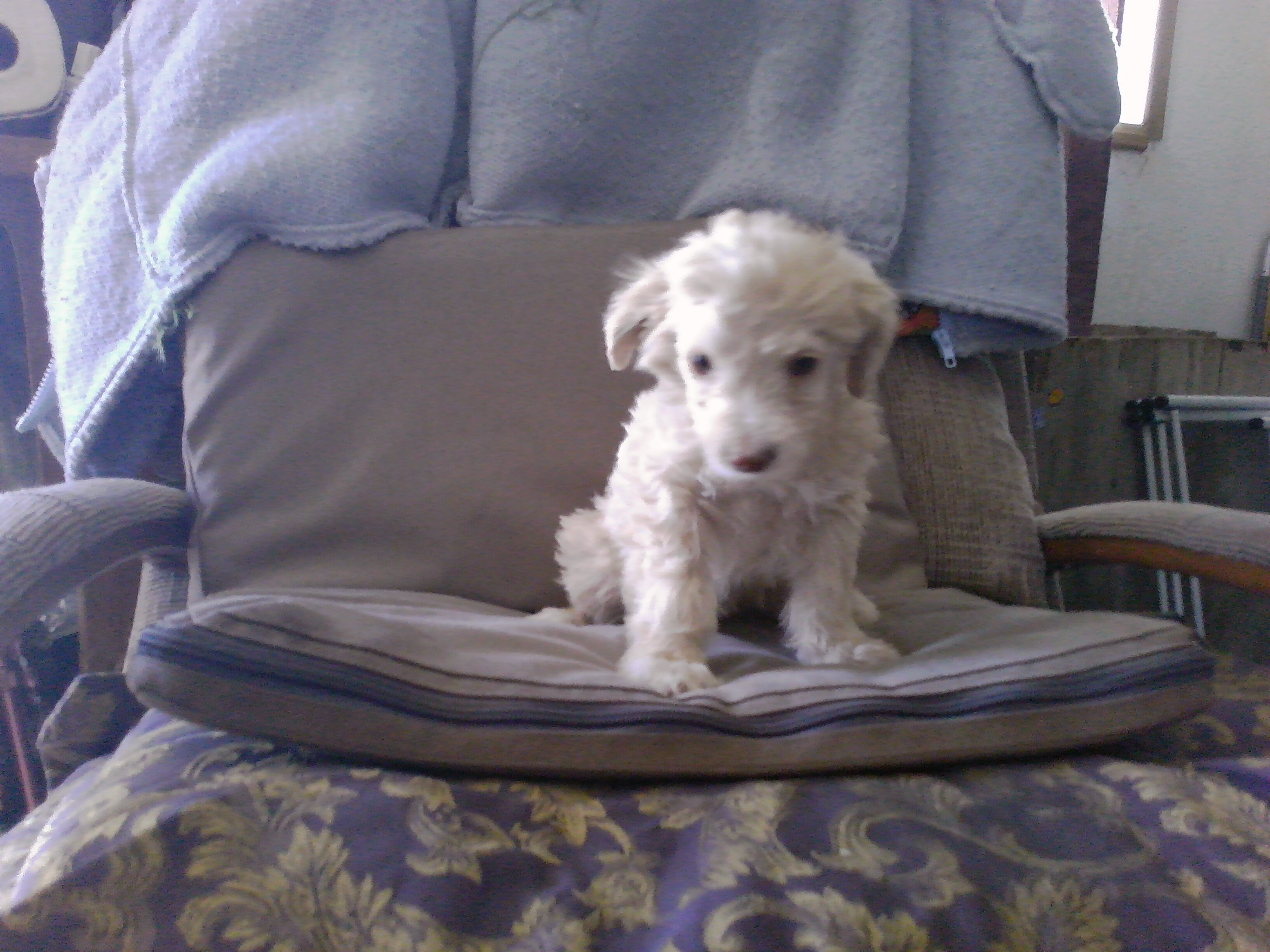 Poodle pup looking for new home image 1