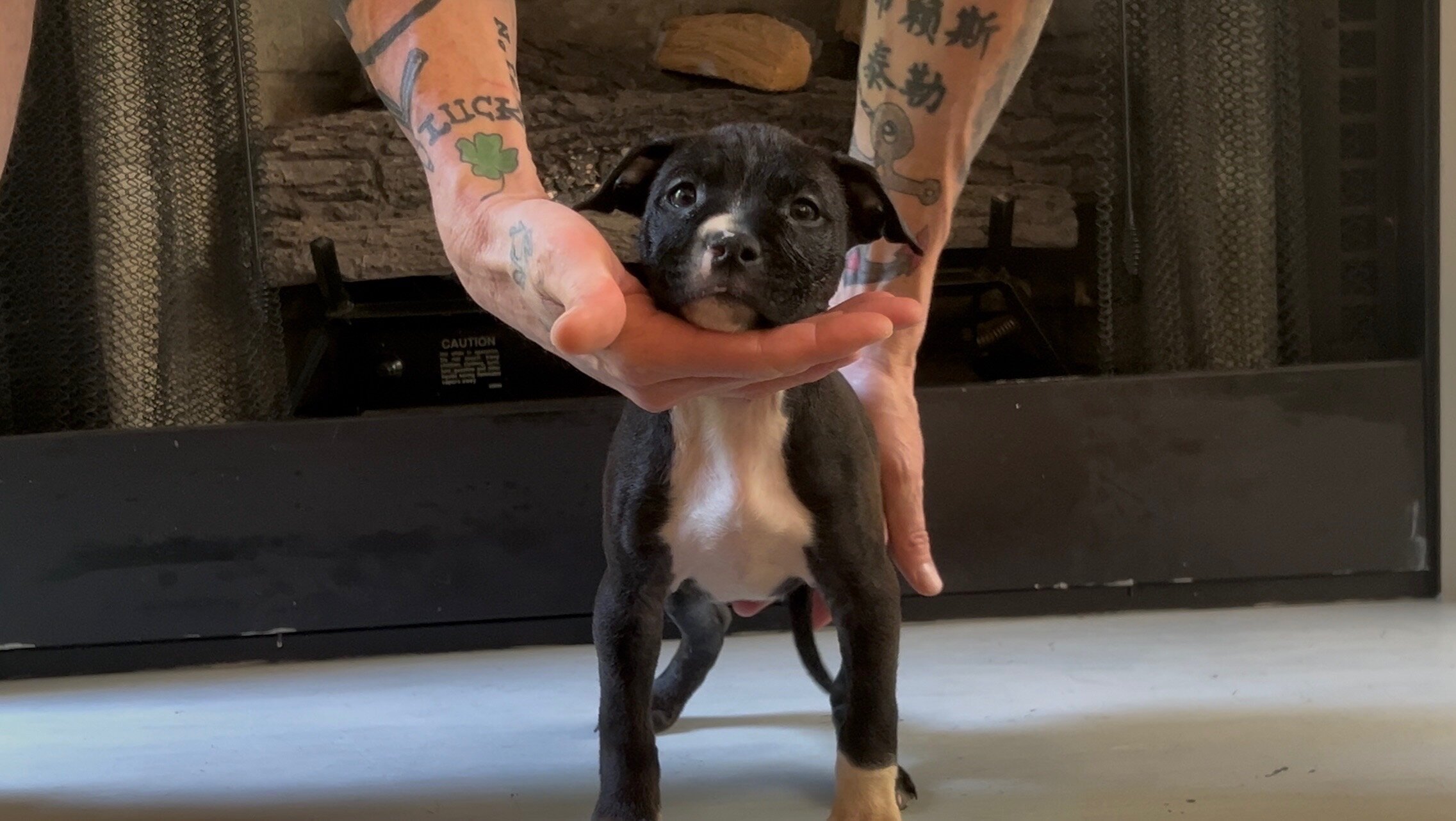 Pitbull puppies image 7