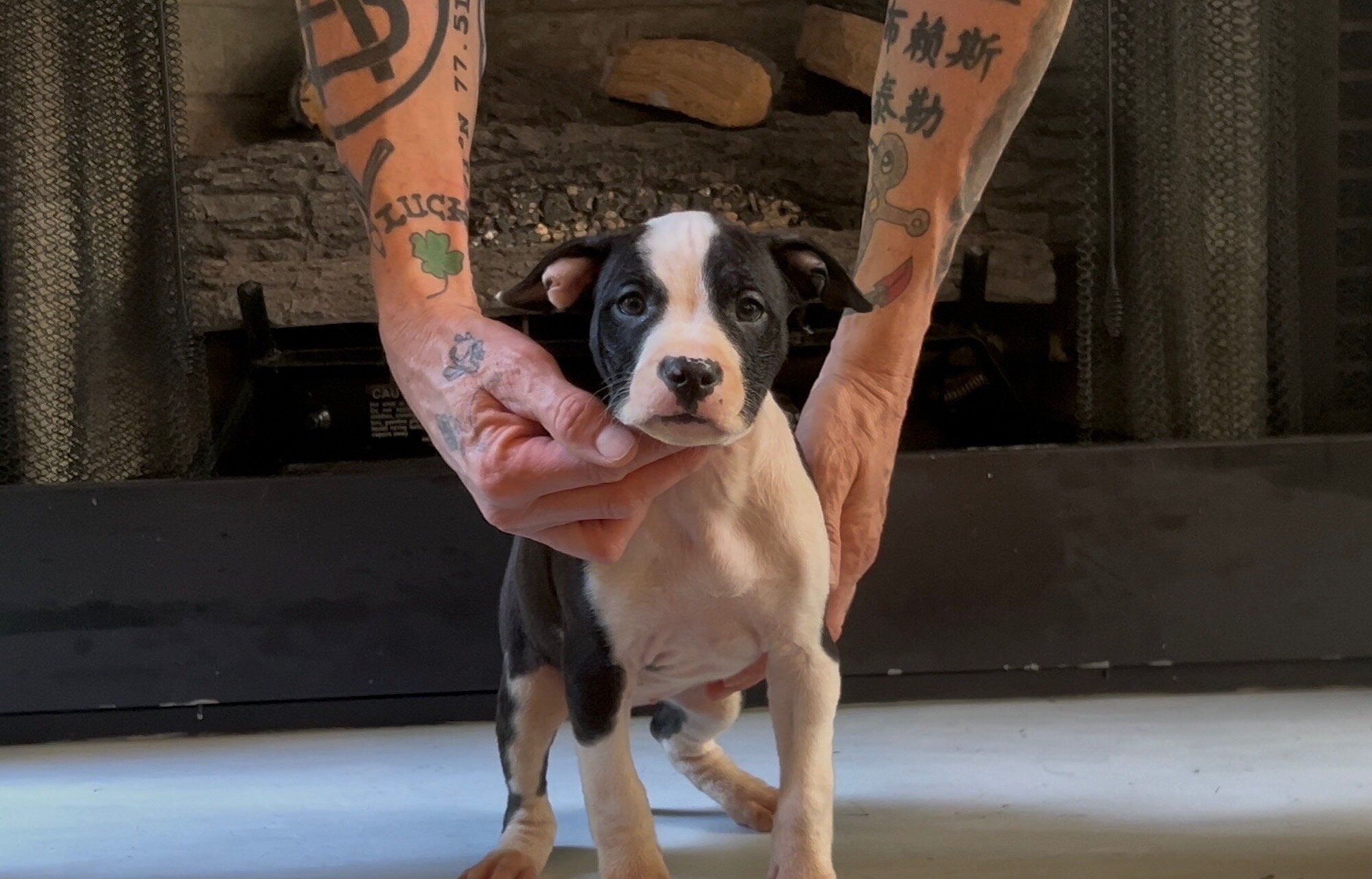 Pitbull puppies image 6