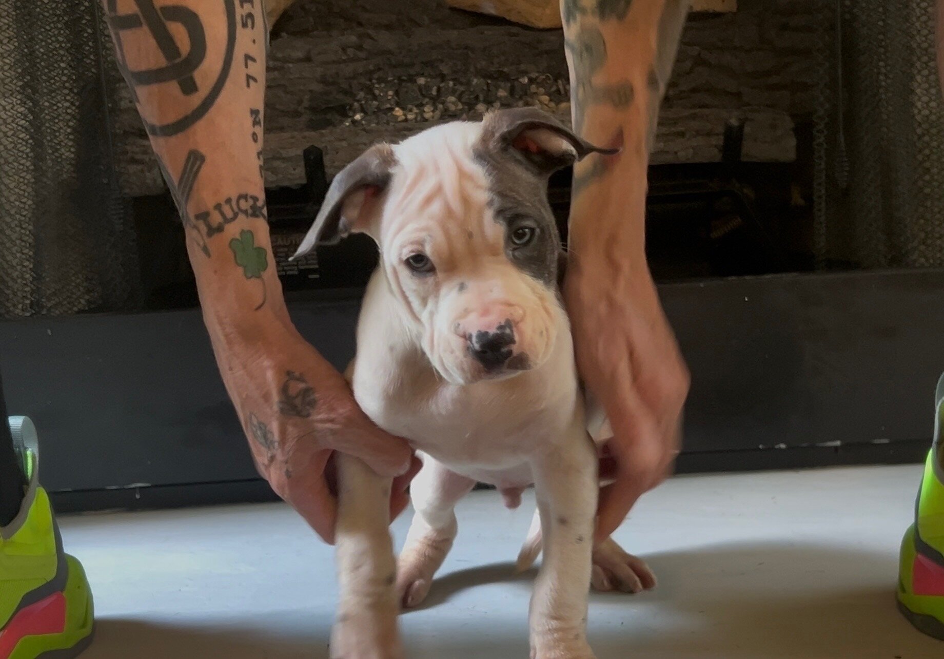 Pitbull puppies image 1