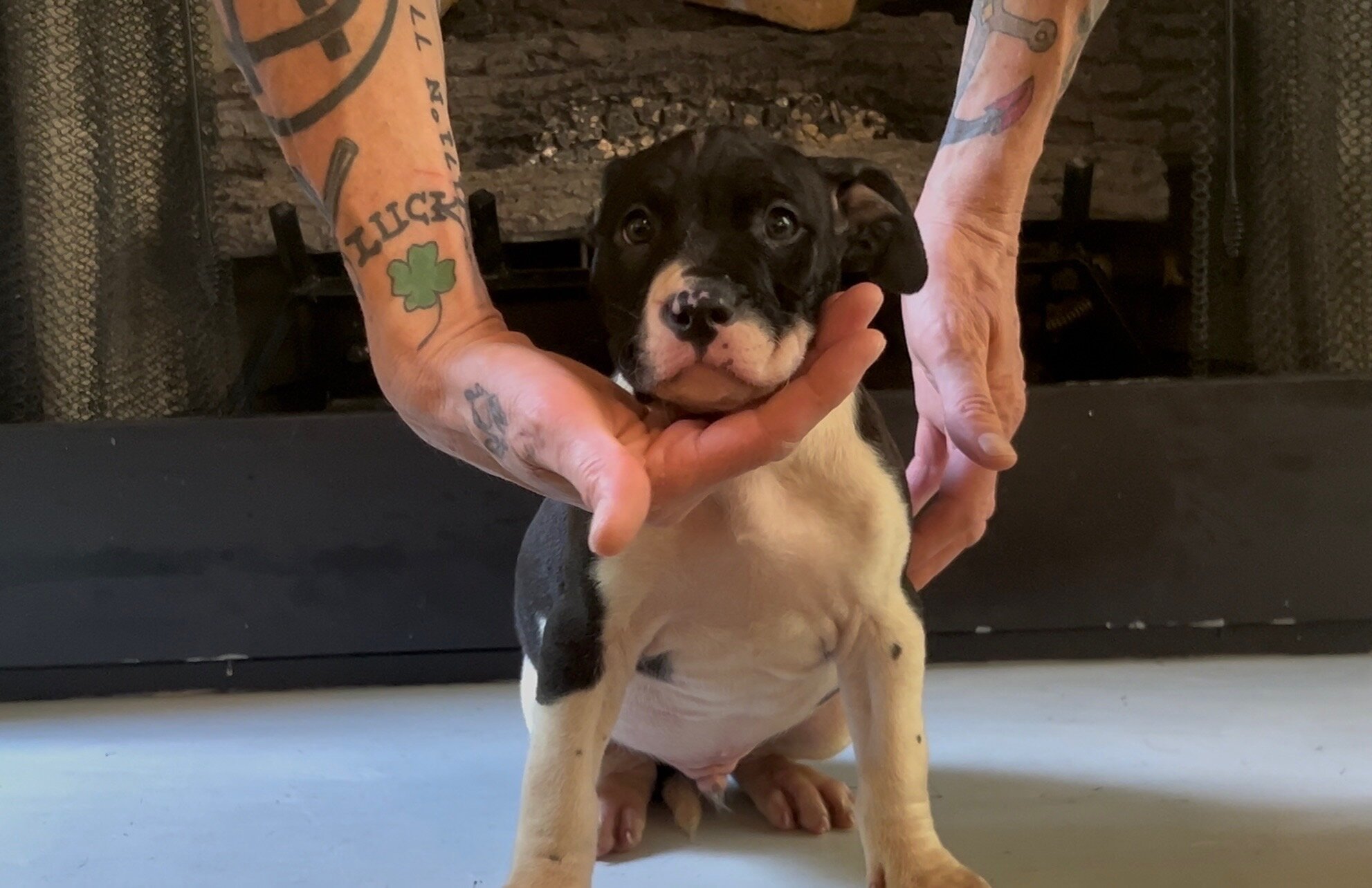 Pitbull puppies image 2