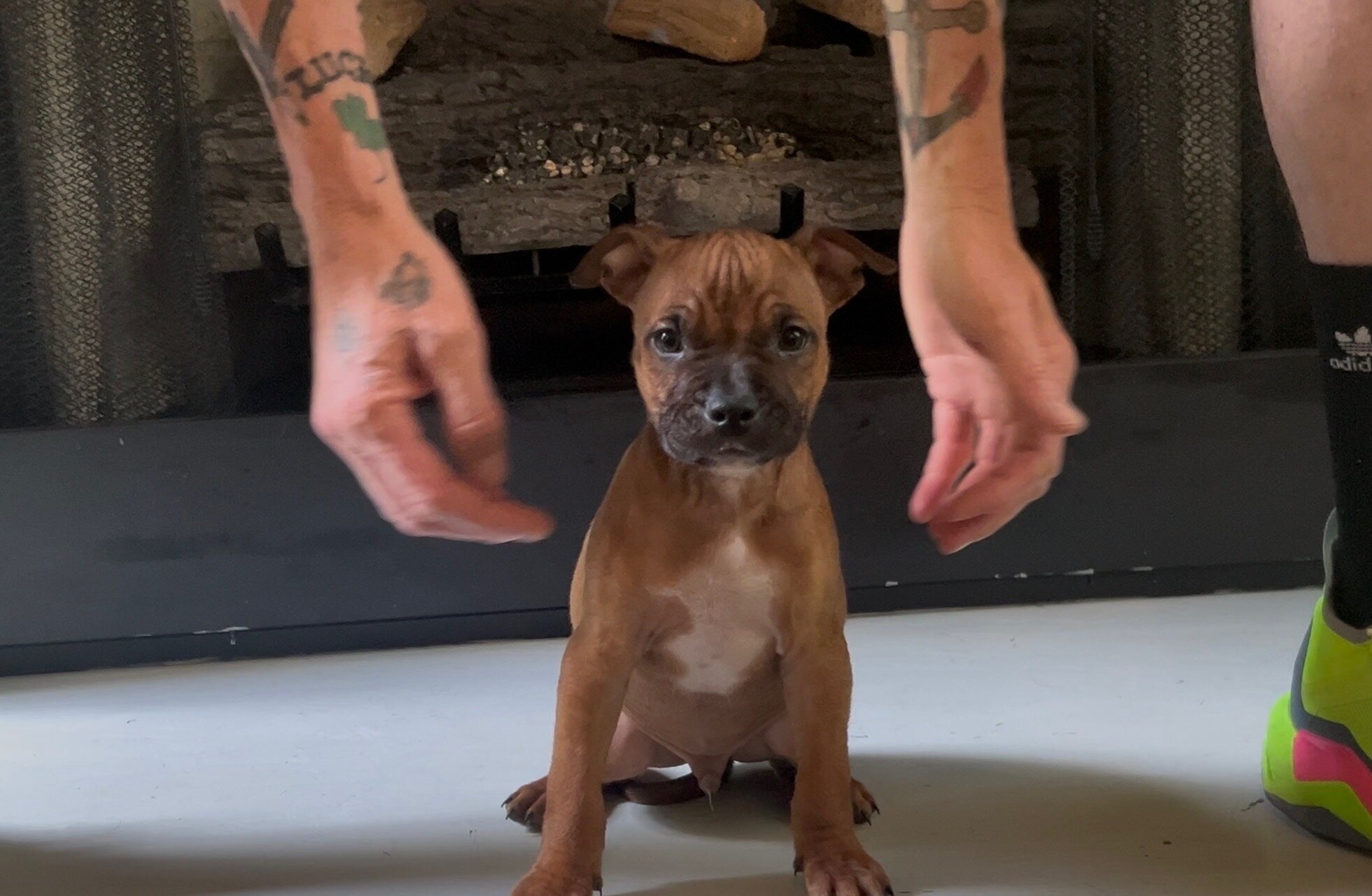 Pitbull puppies image 3