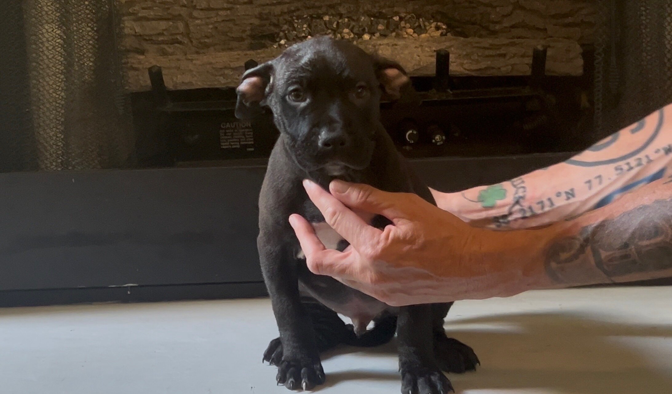 Pitbull puppies image 5
