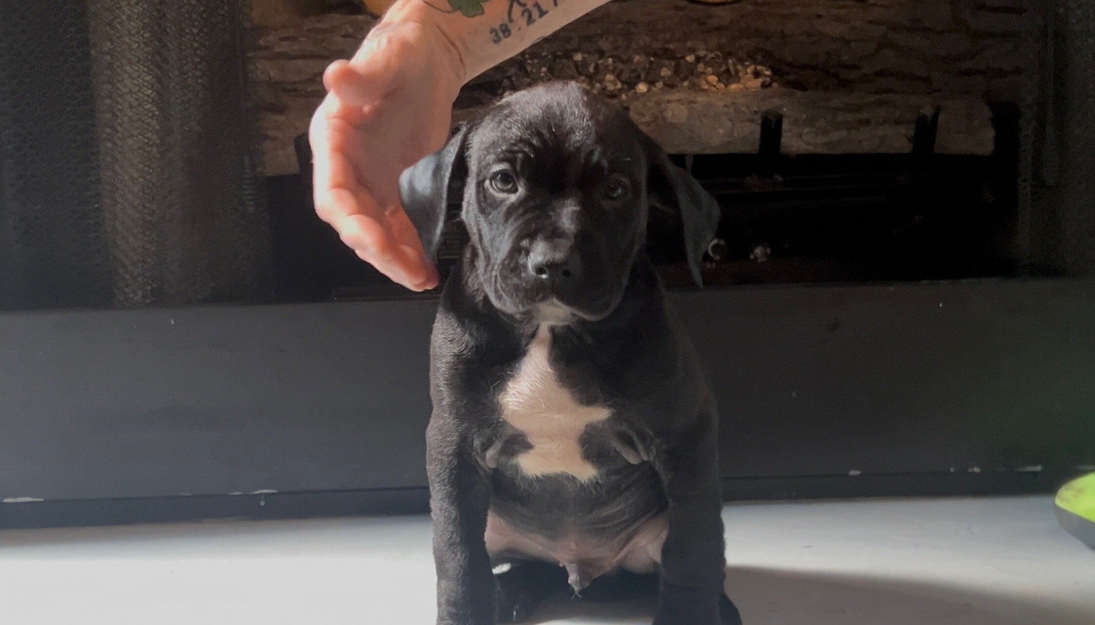 Pitbull puppies image 4