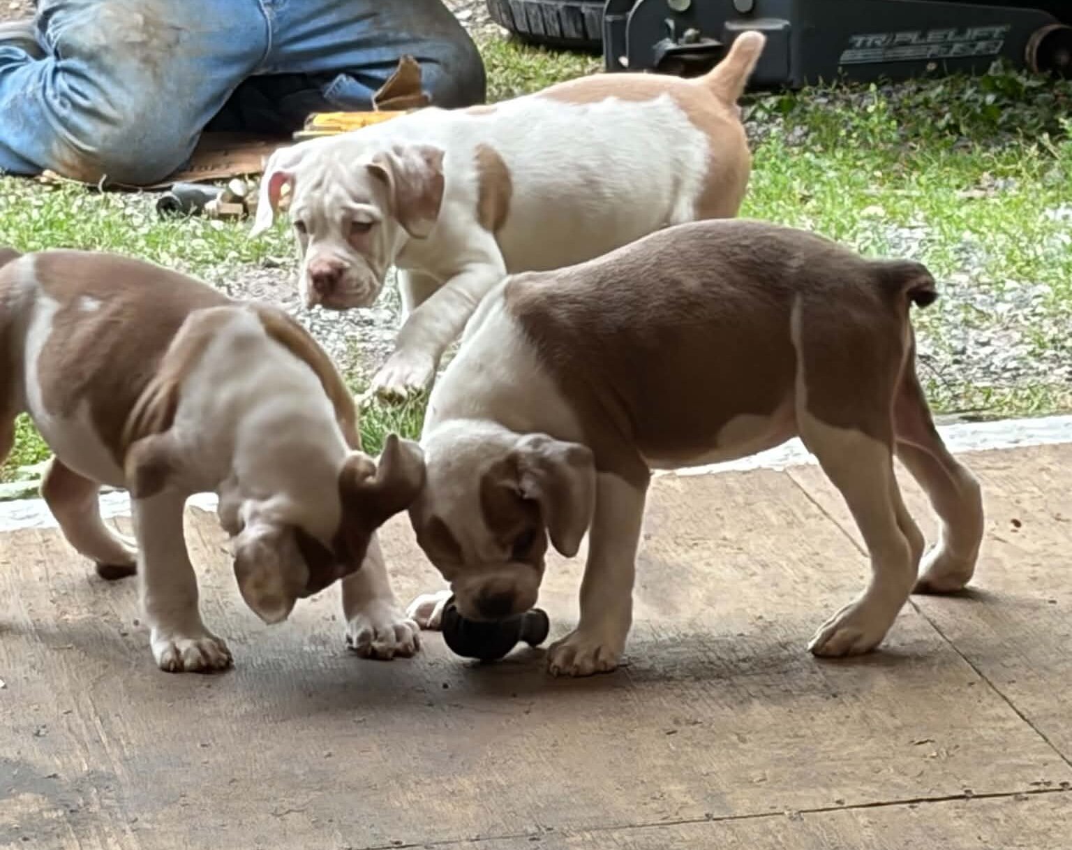 Old English bulldggie puppies image 1