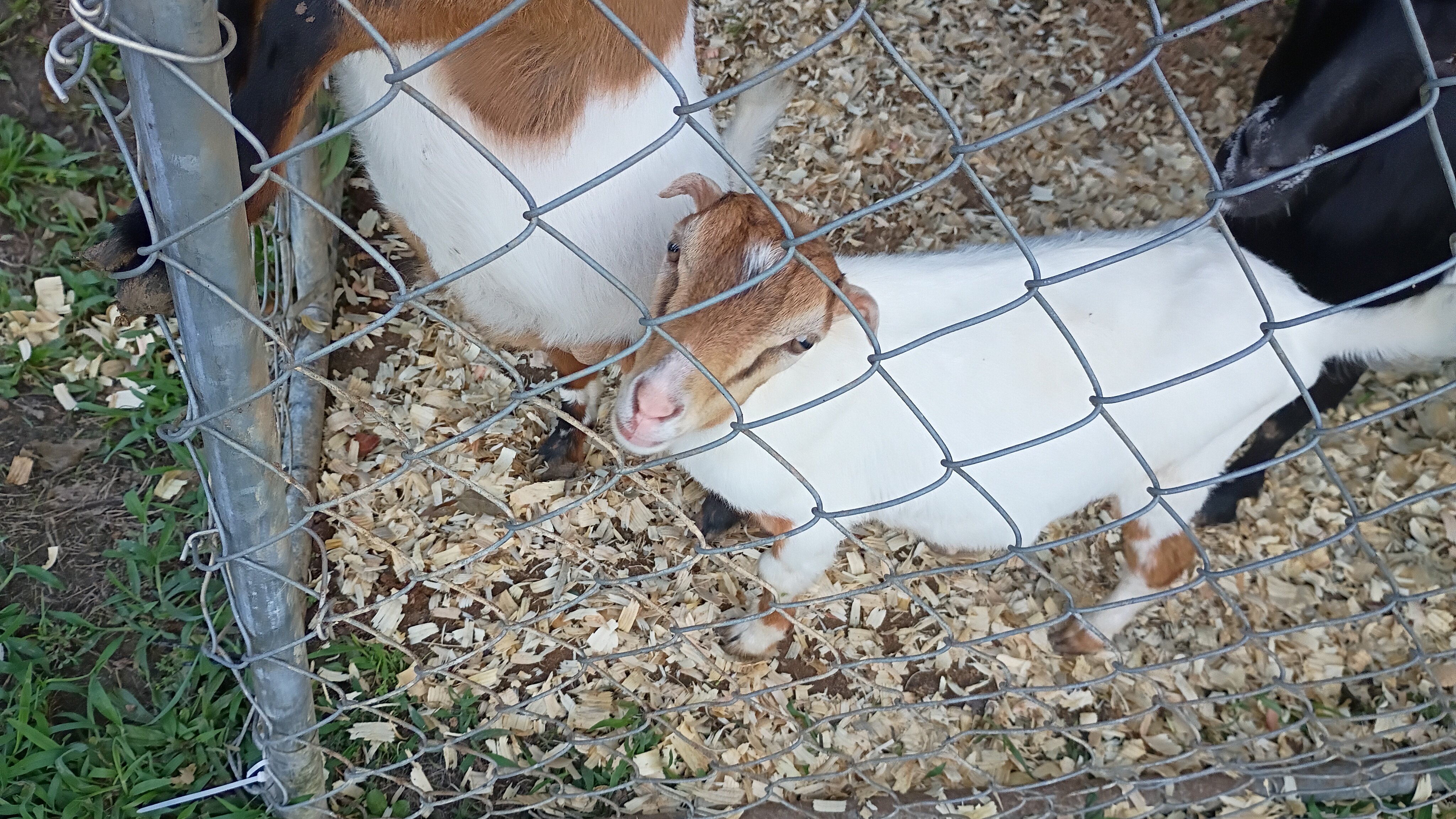 Male Lamancha Goat image 4