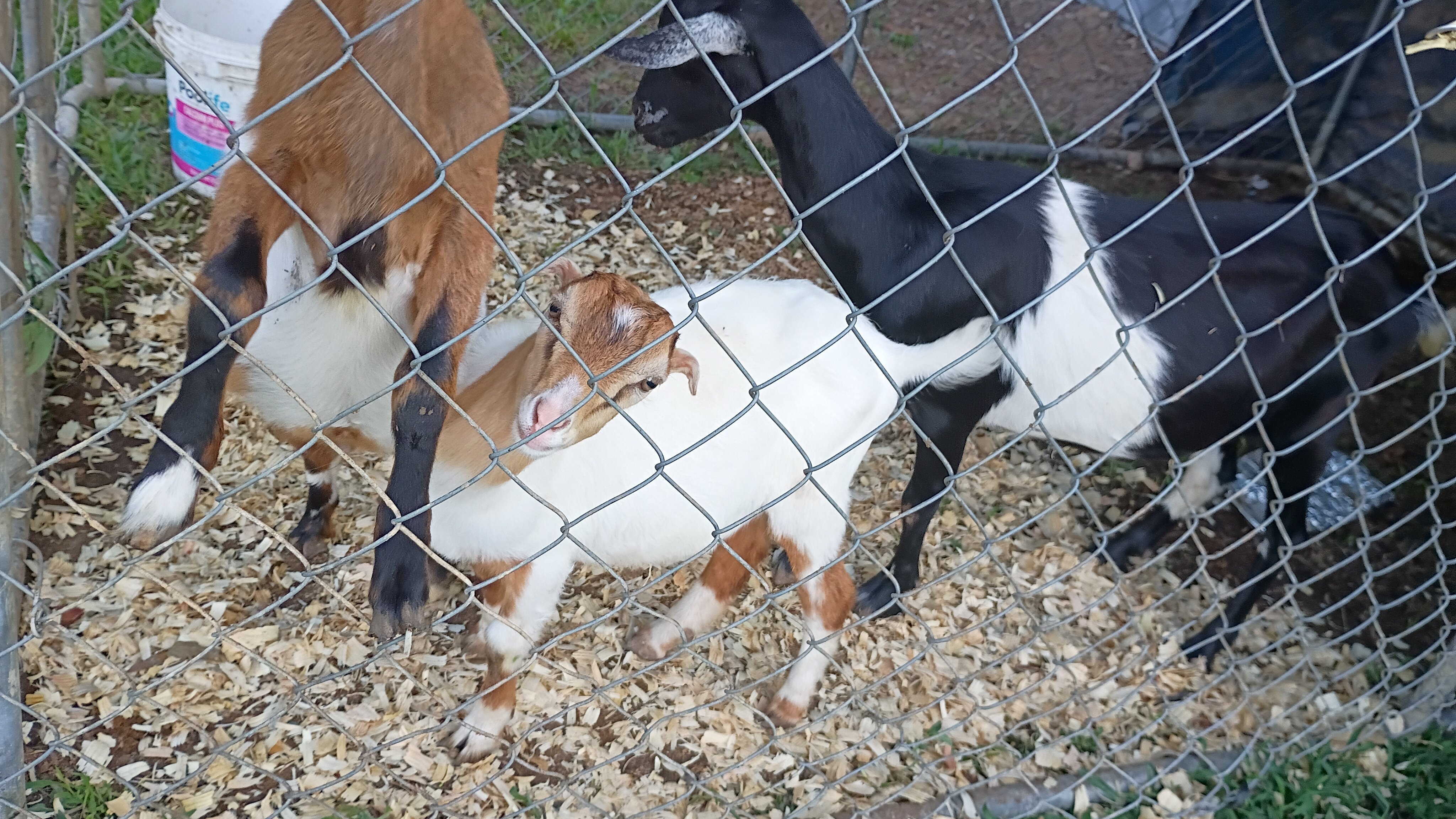 Male Lamancha Goat image 2