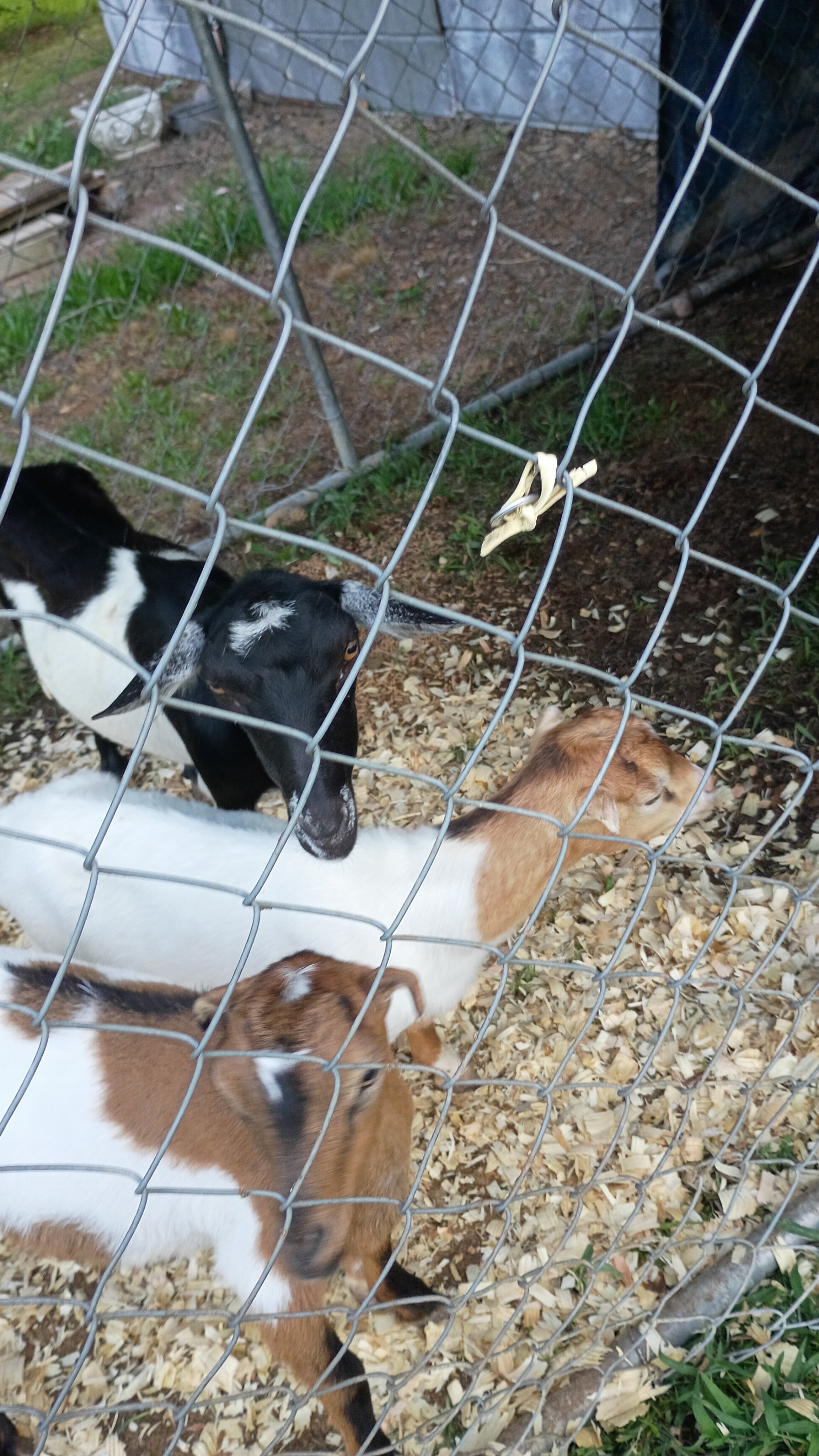 Male Lamancha Goat image 3