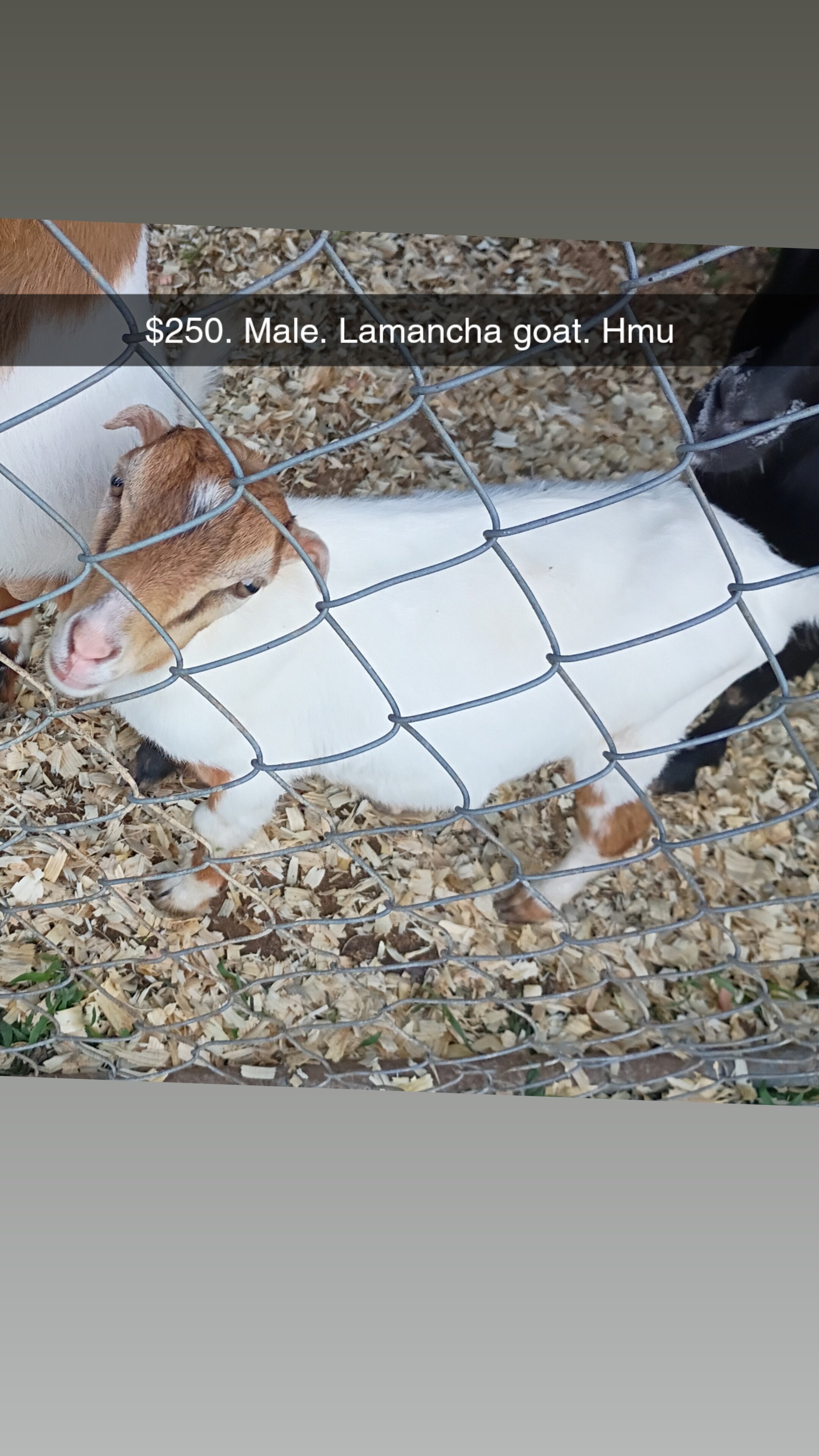 Male Lamancha Goat image 1