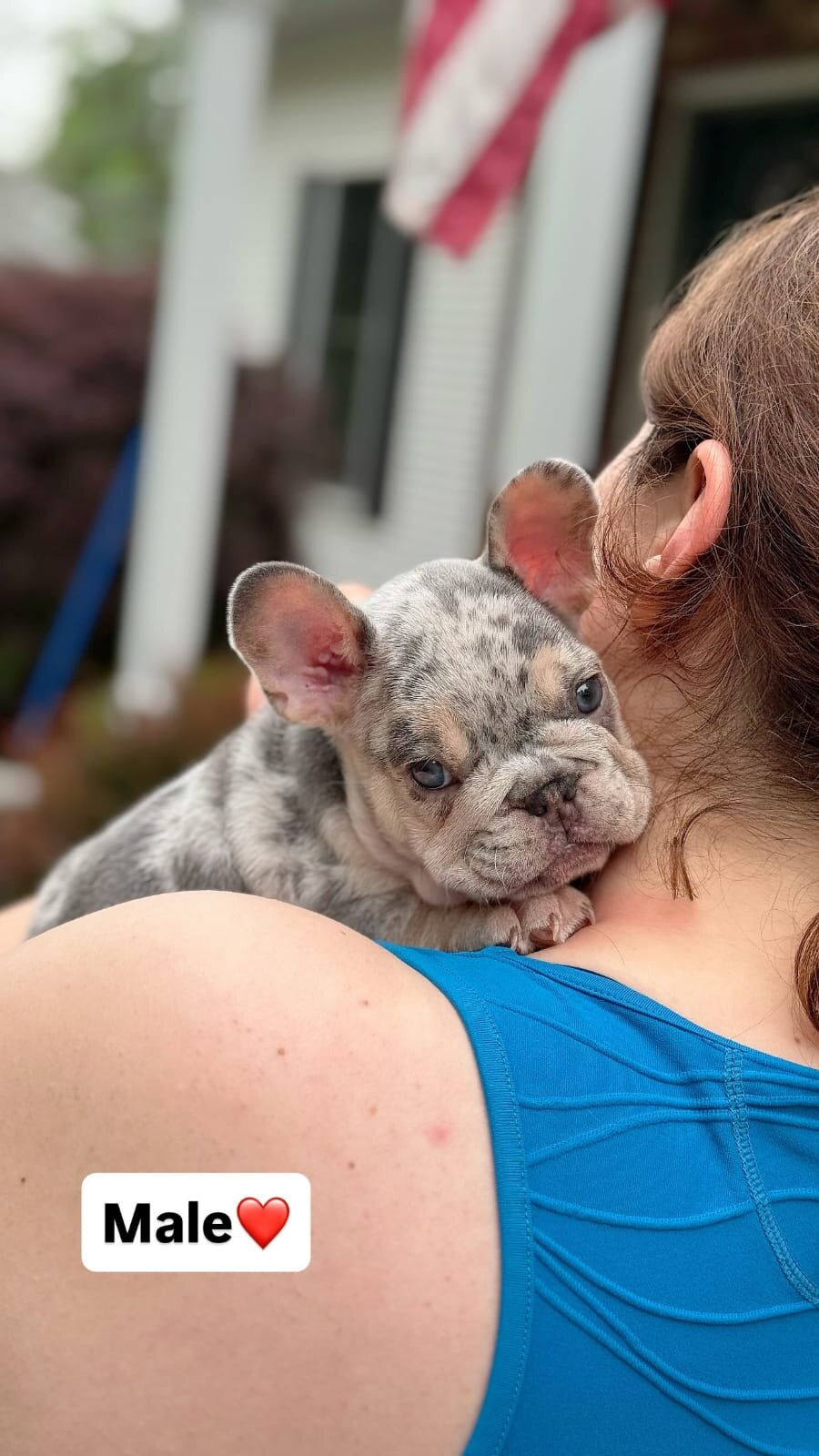 French Bulldog puppies looking image 1