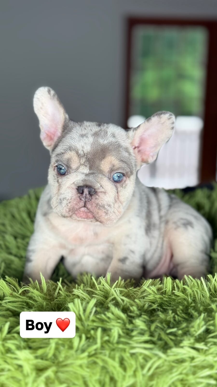 French Bulldog puppies looking image 2