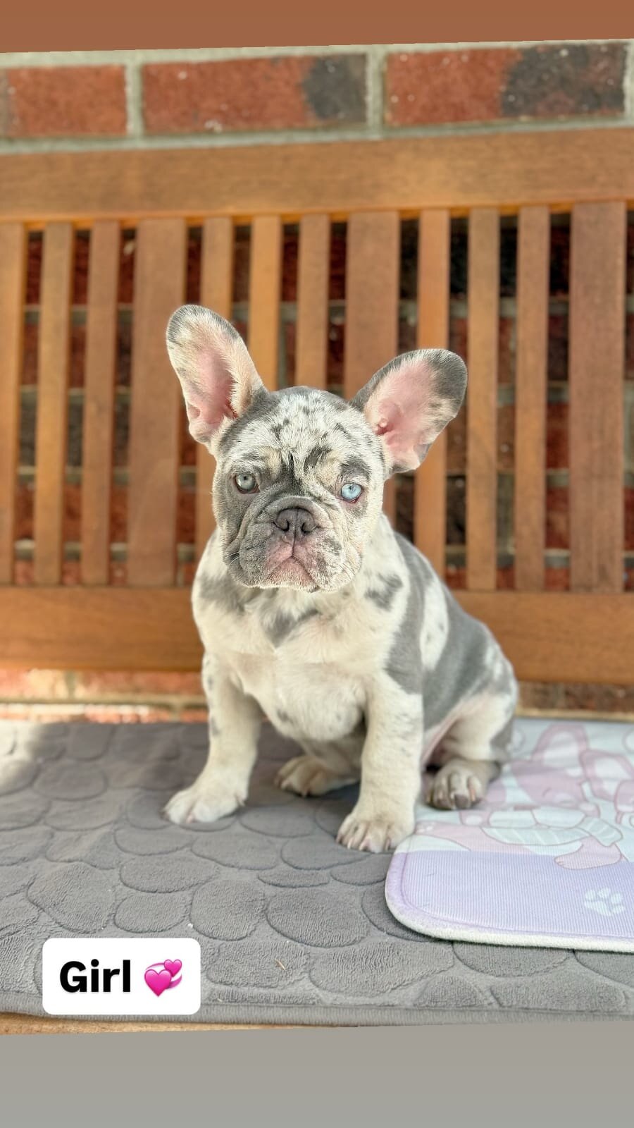 French Bulldog puppies looking image 3