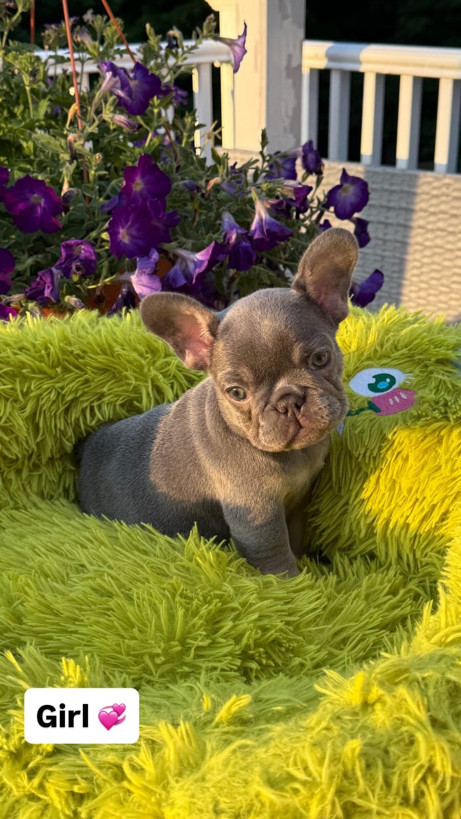 French Bulldog puppies looking image 4