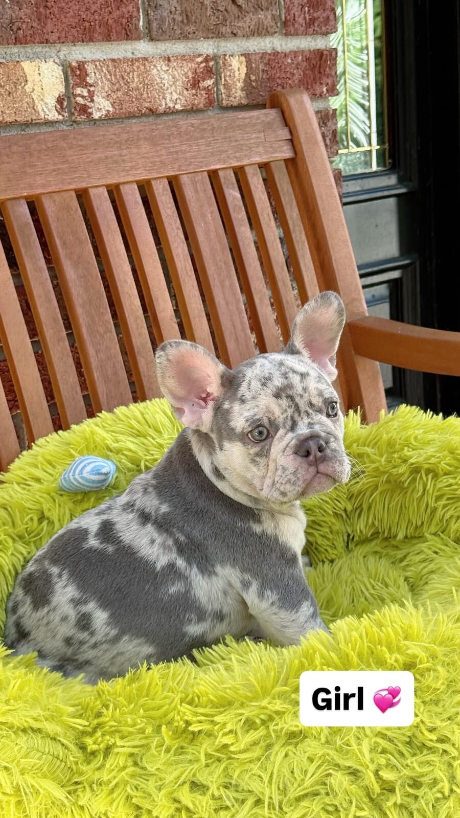 French Bulldog puppies looking image 5