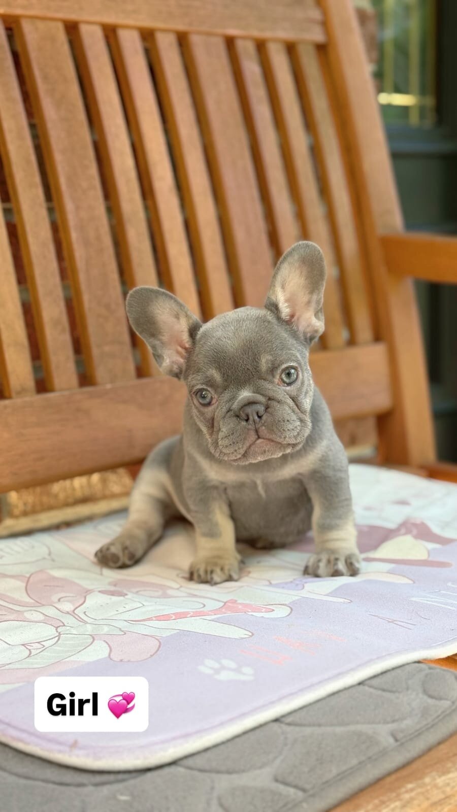 French Bulldog puppies looking image 6