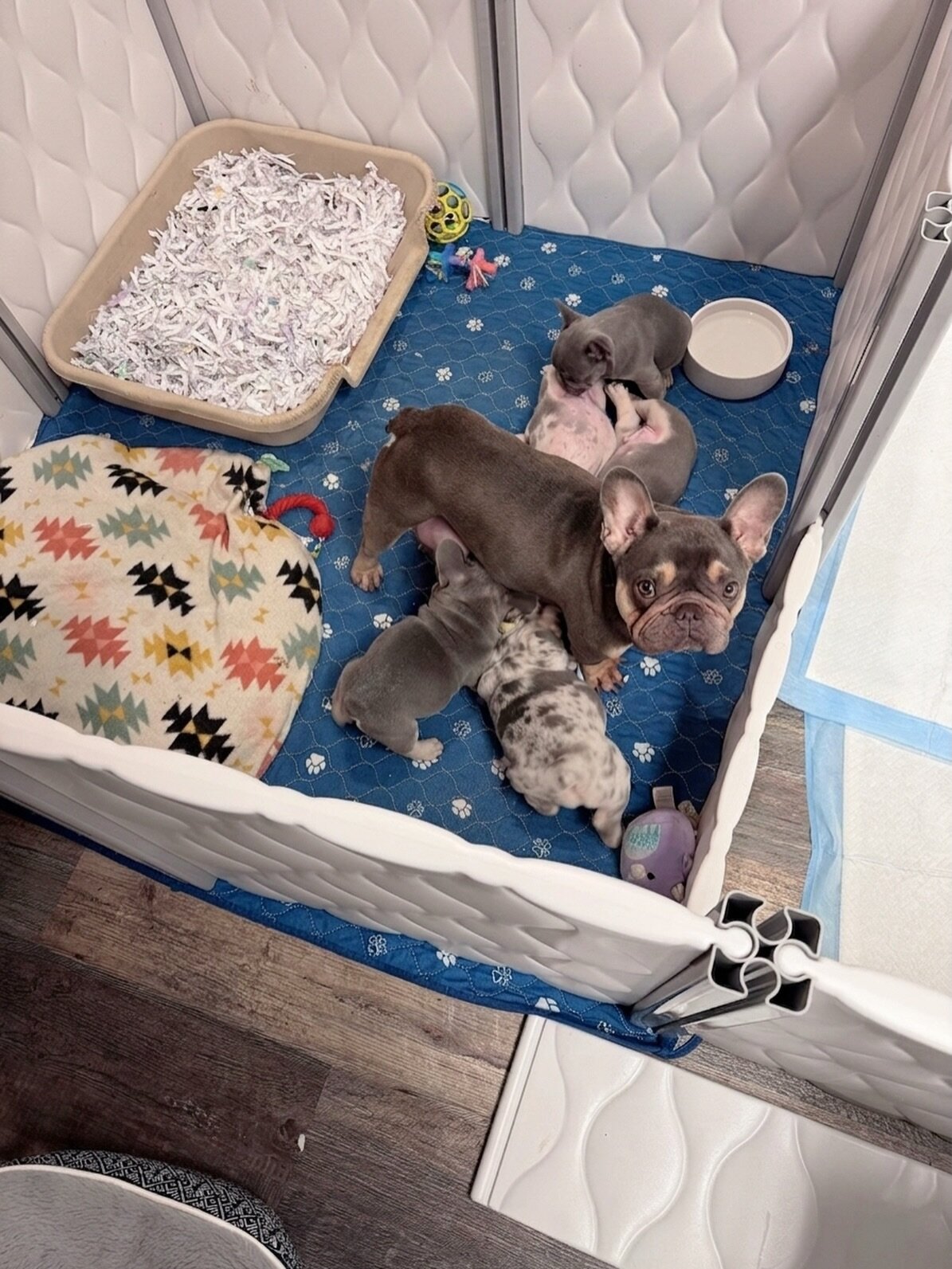 French Bulldog puppies looking image 7