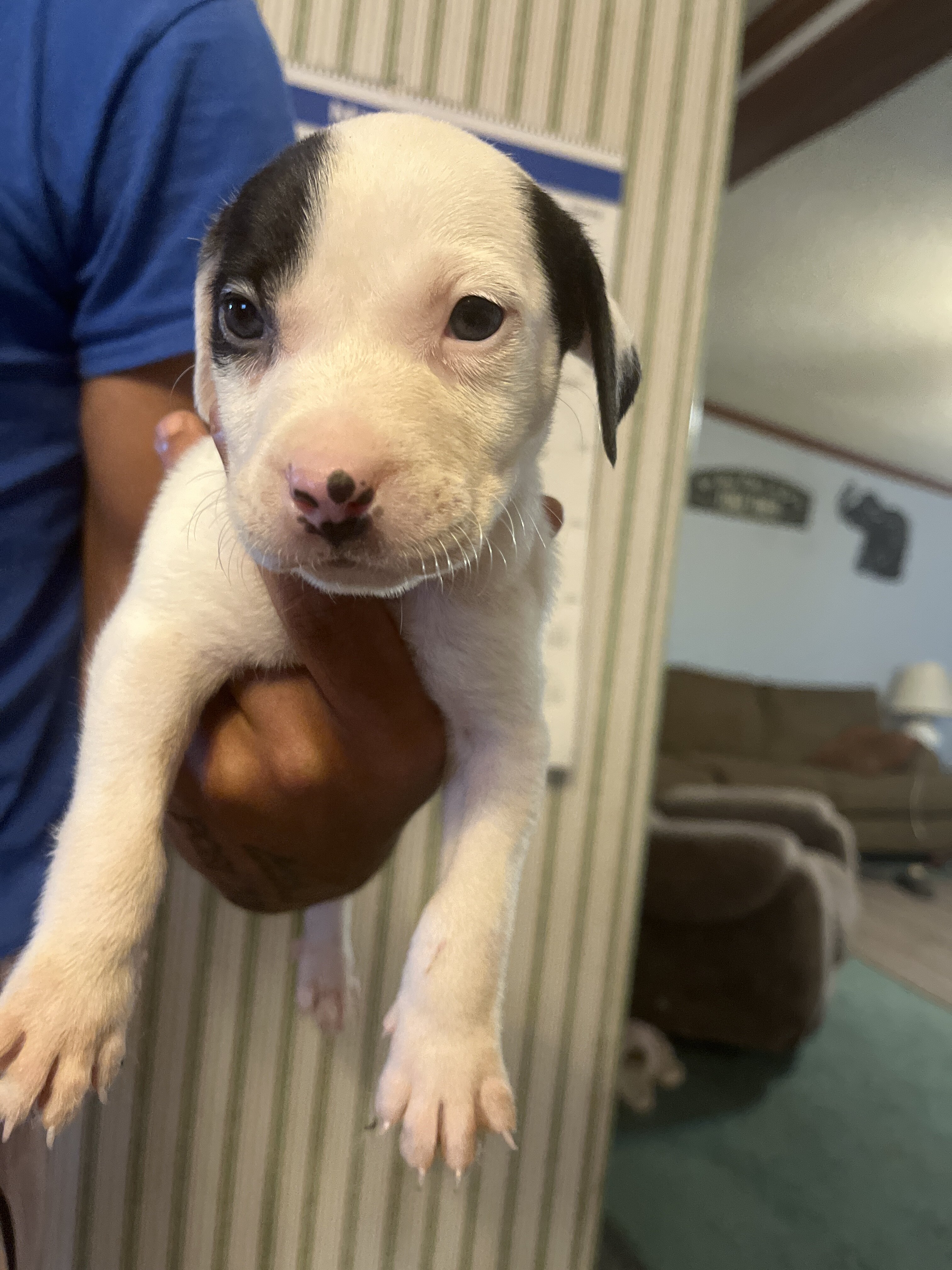 Jade – Female Pitbull Puppy image 4