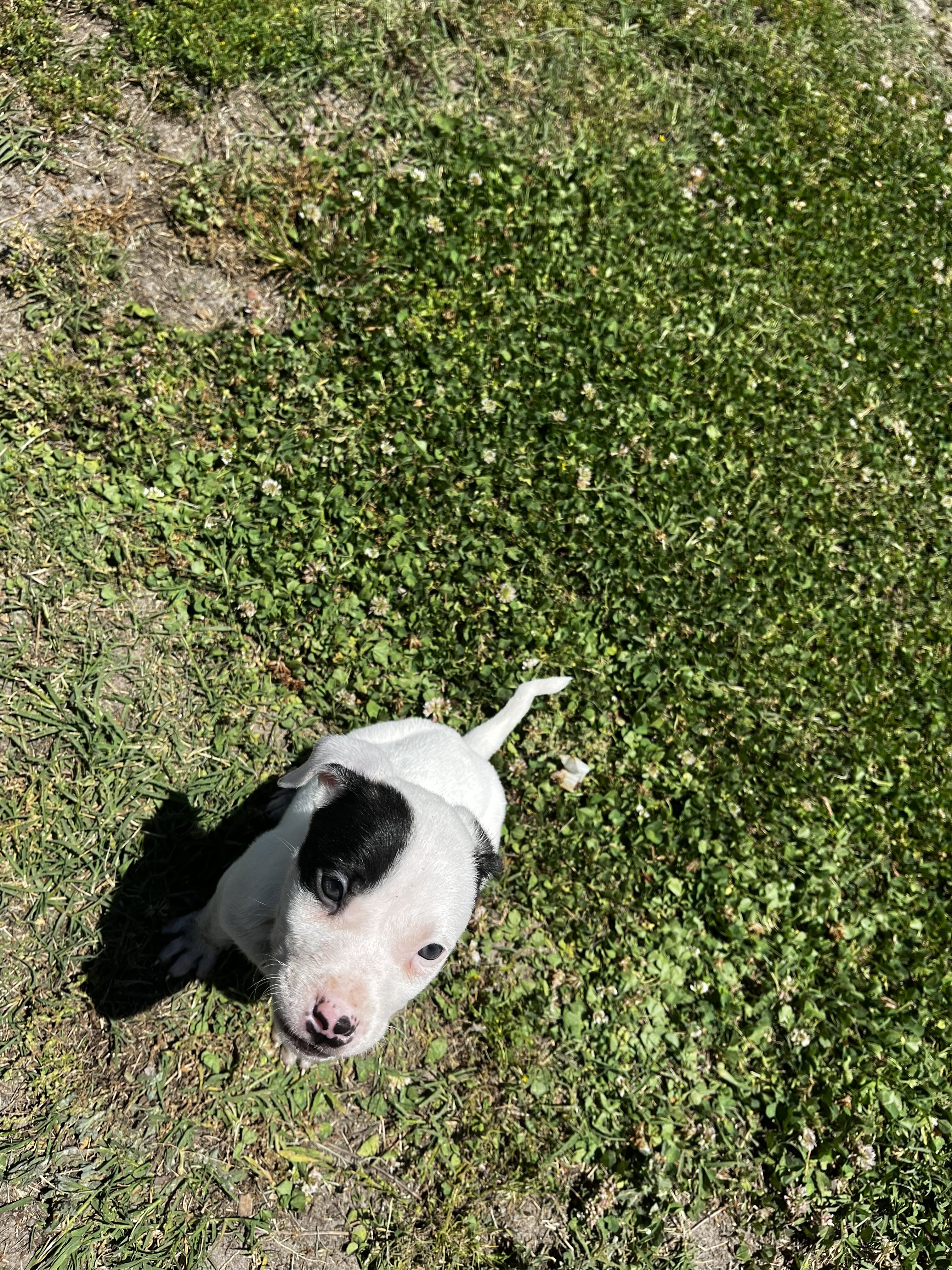 Jade – Female Pitbull Puppy image 1