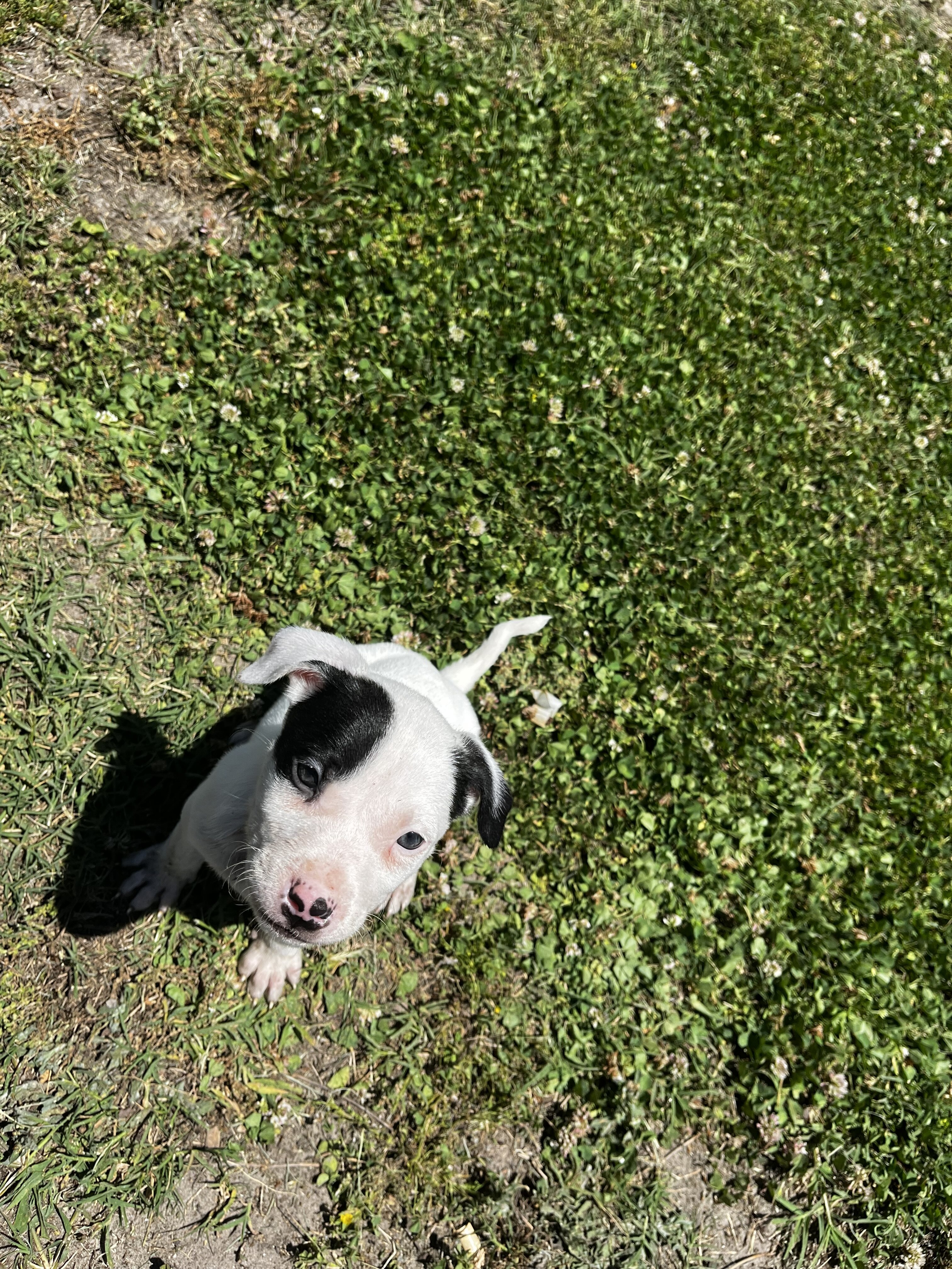 Jade – Female Pitbull Puppy image 2