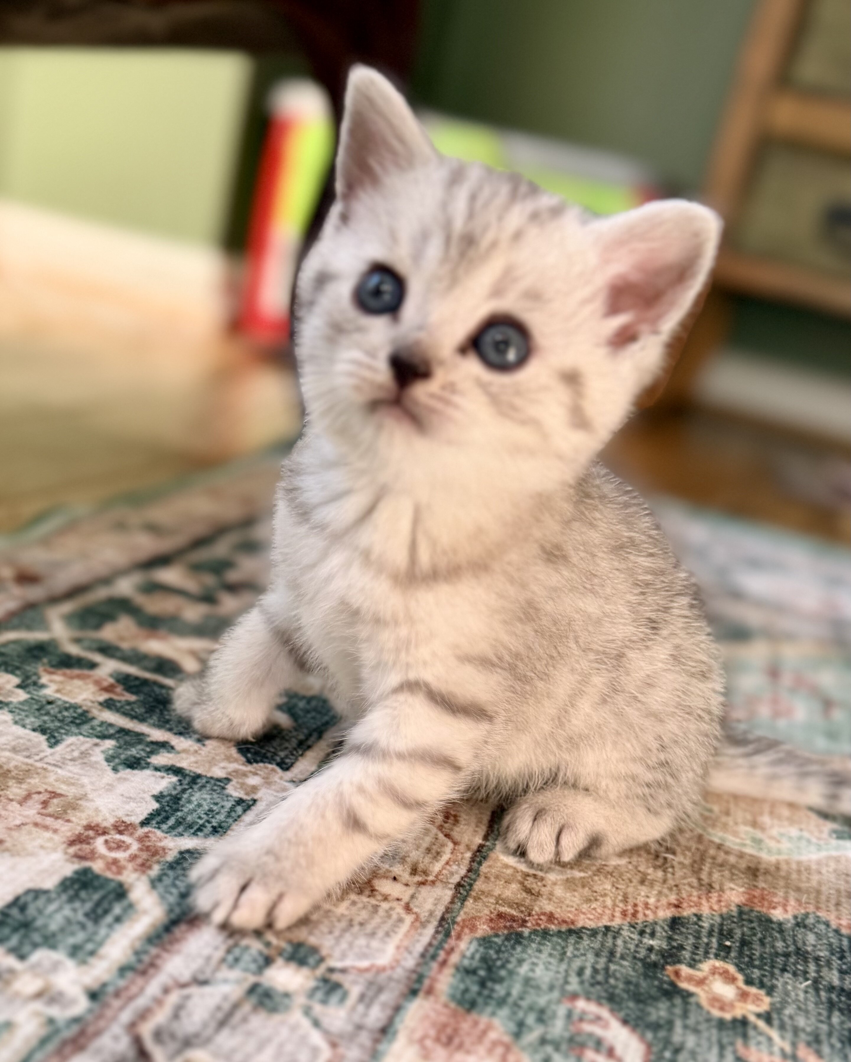 8 week old 1/2 British Shorthair Kittens image 2