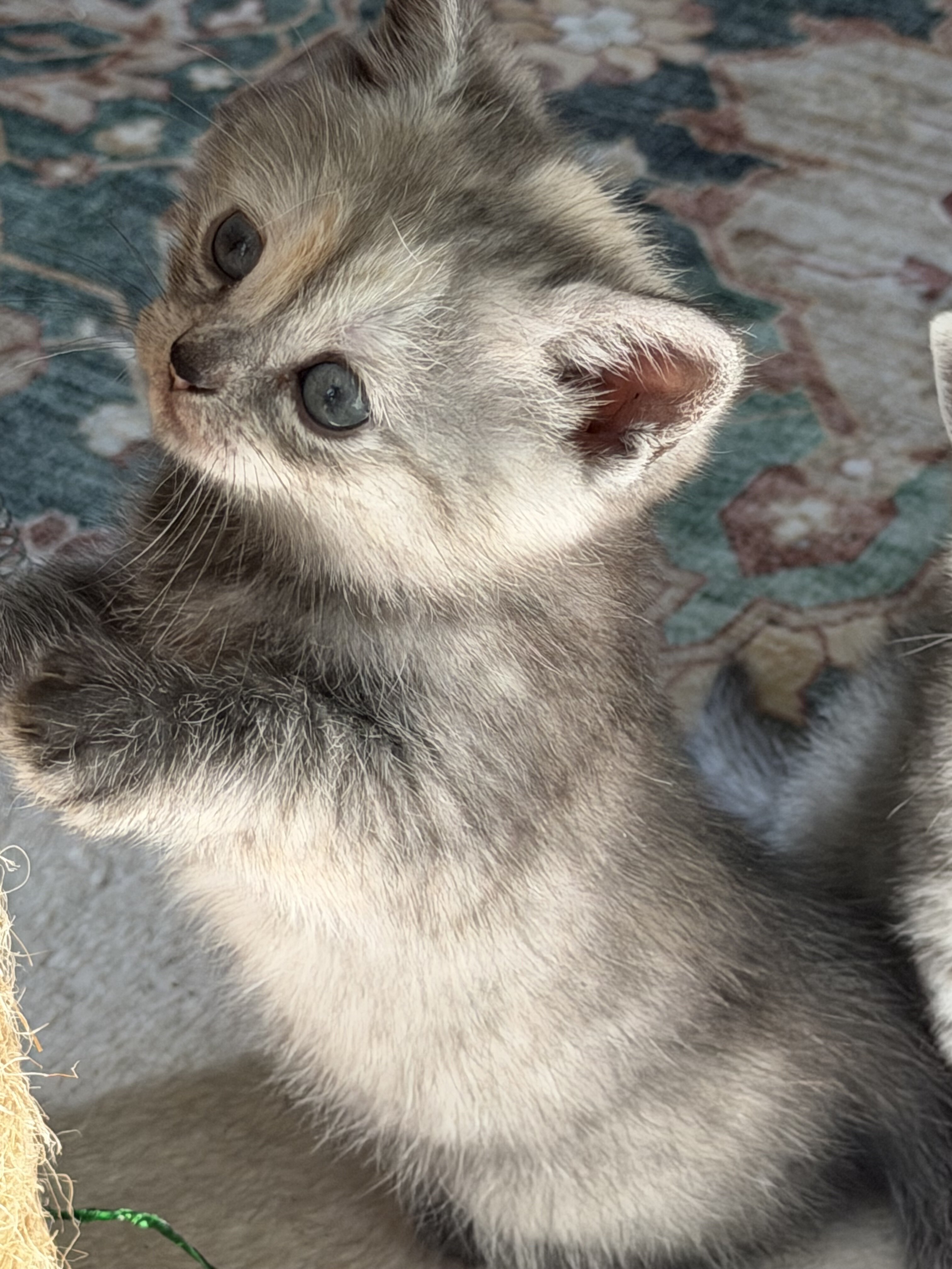 8 week old 1/2 British Shorthair Kittens image 7
