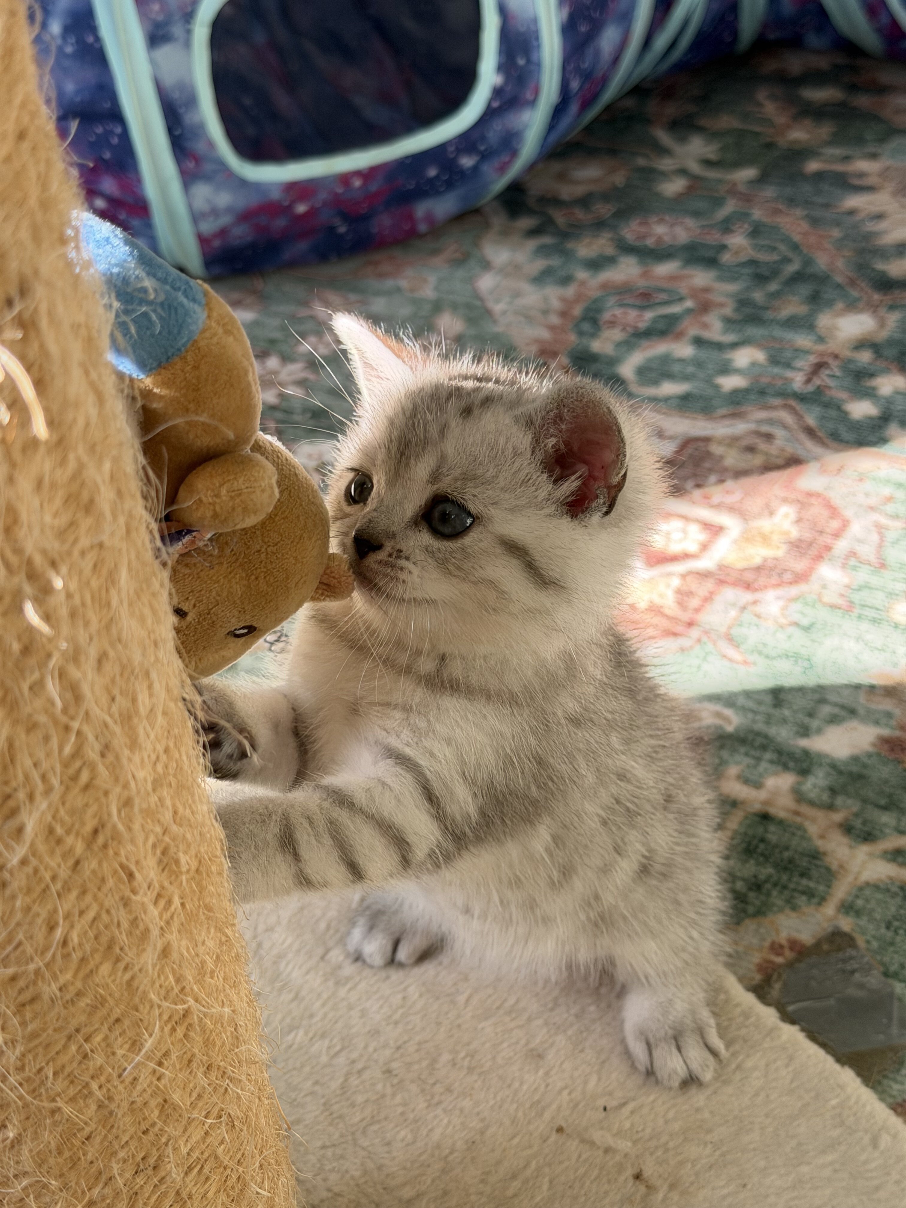 8 week old 1/2 British Shorthair Kittens image 4