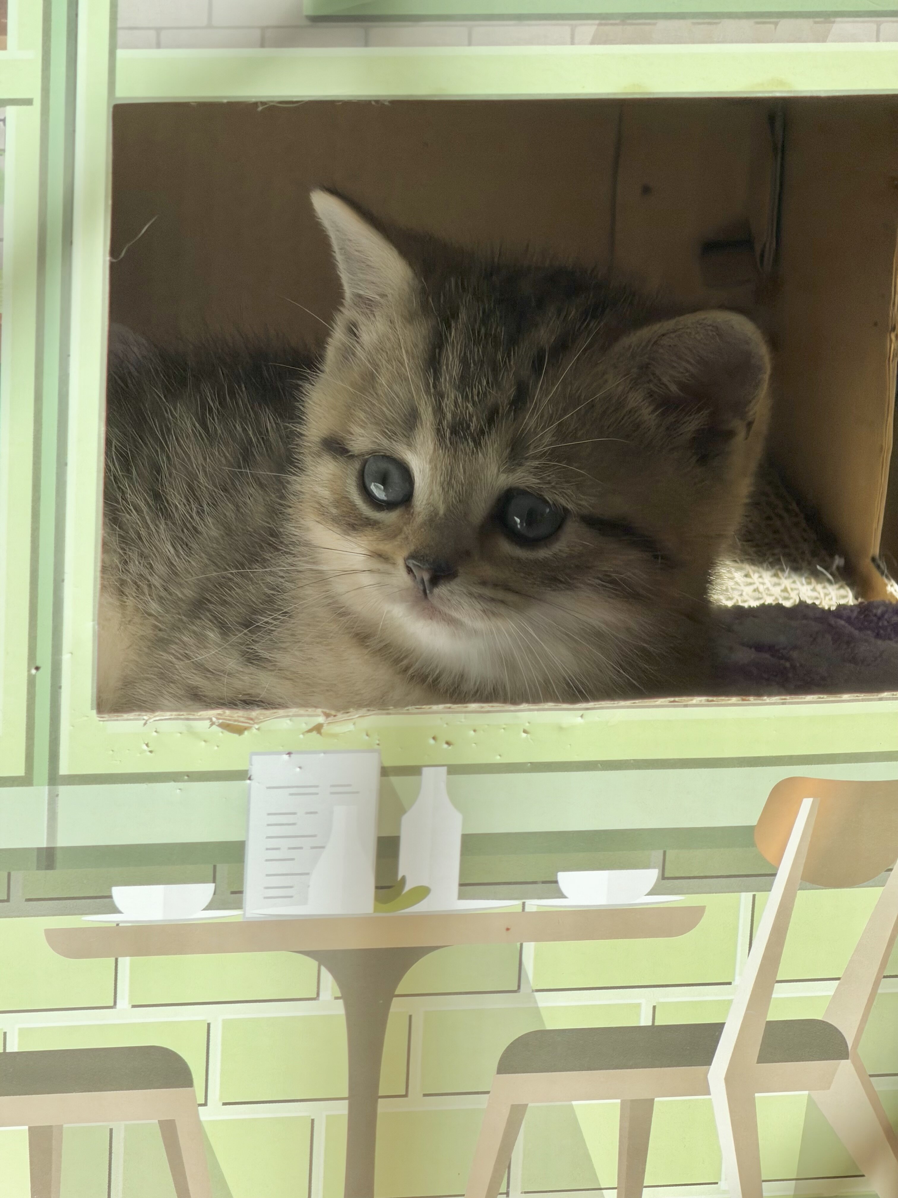8 week old 1/2 British Shorthair Kittens image 6