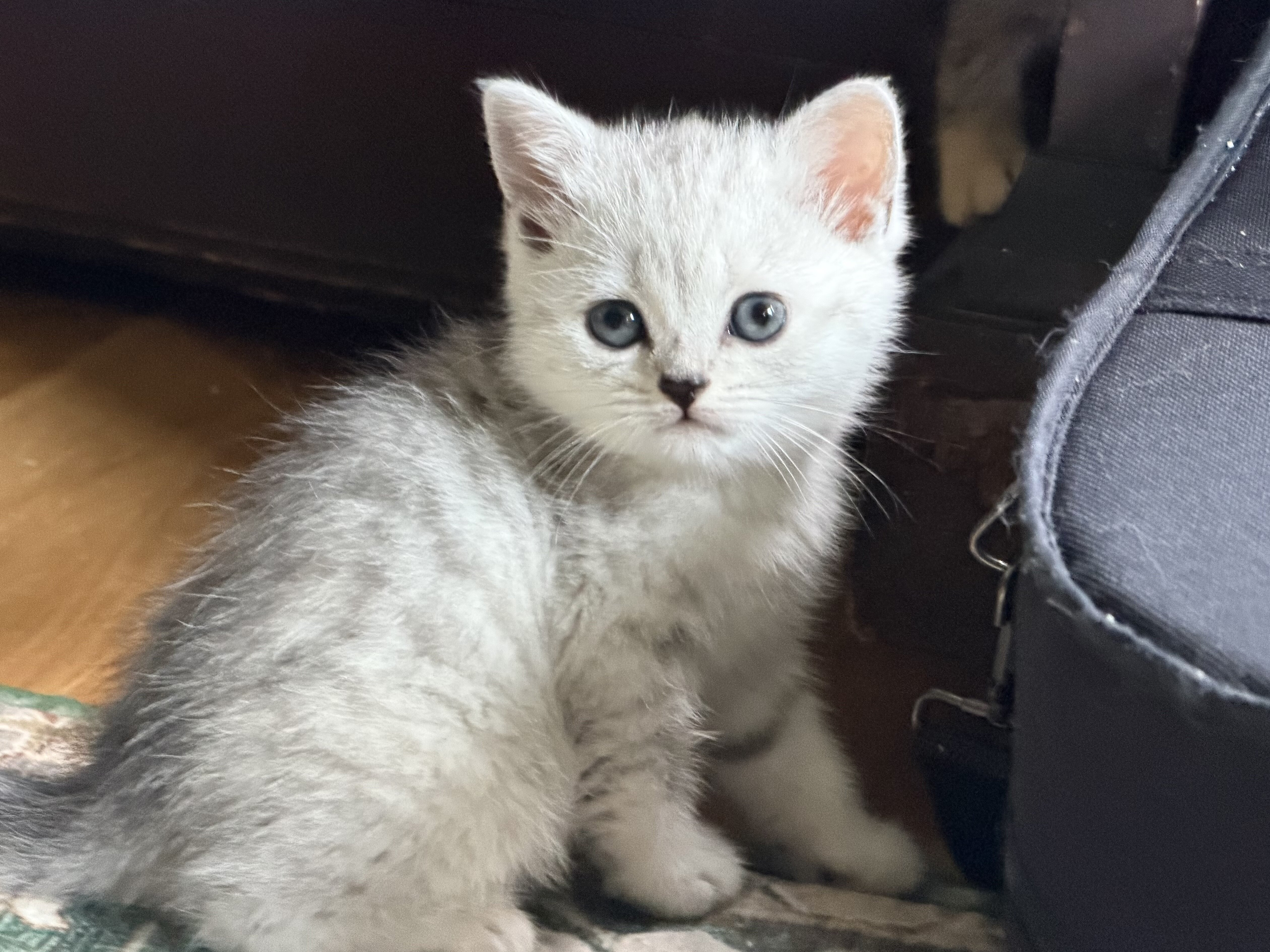 8 week old 1/2 British Shorthair Kittens image 1
