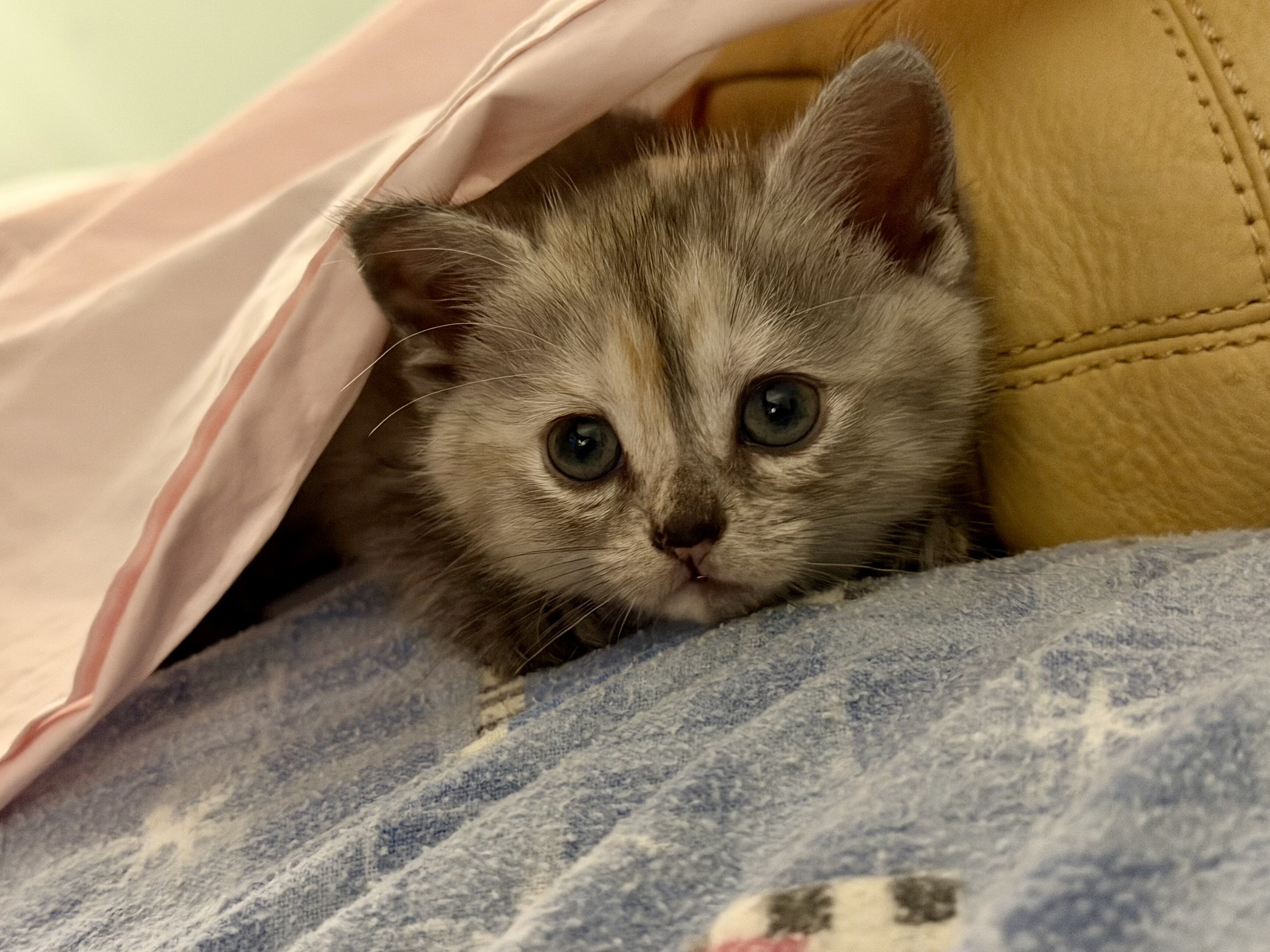 8 week old 1/2 British Shorthair Kittens image 8