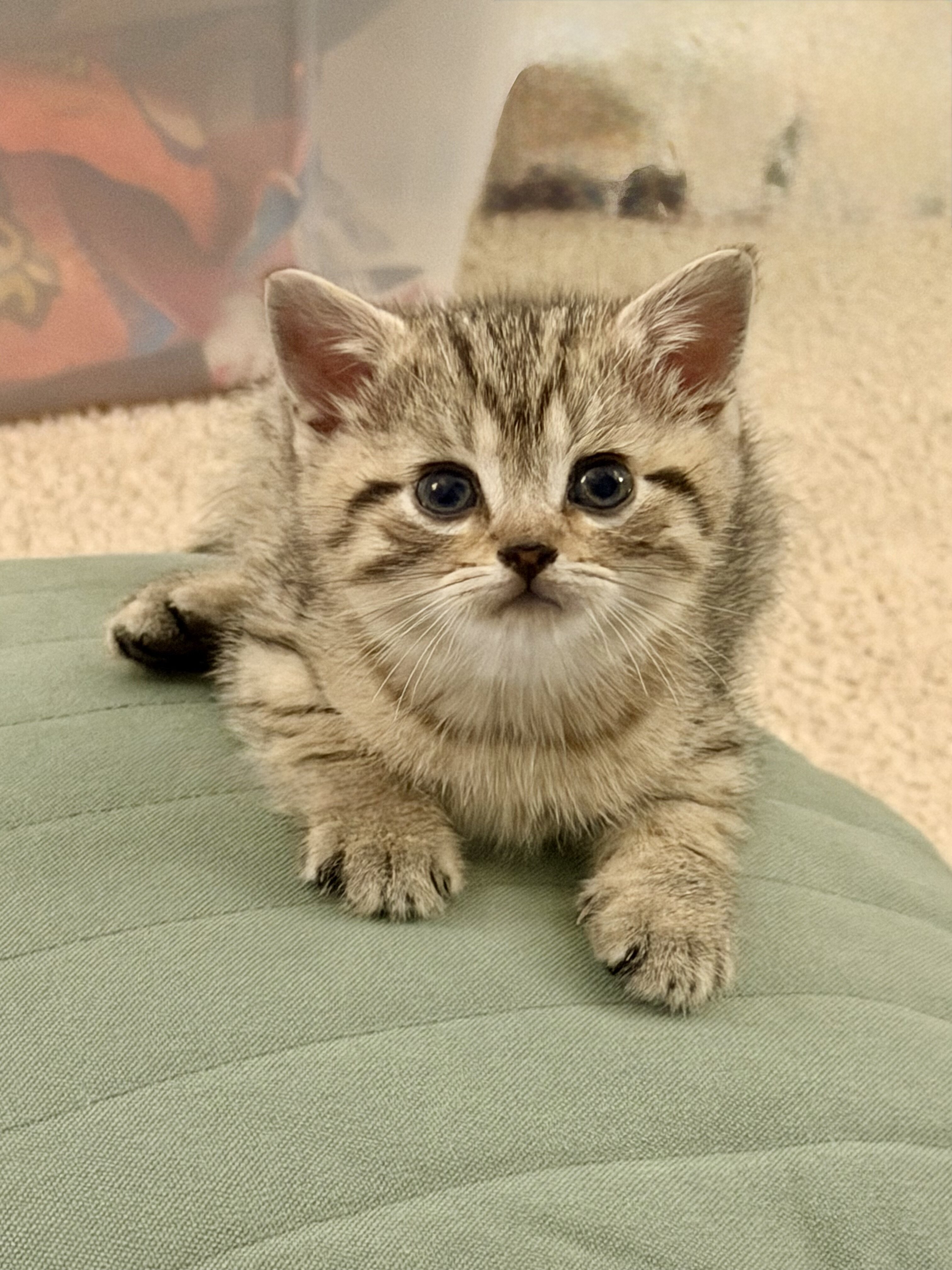 8 week old 1/2 British Shorthair Kittens image 5