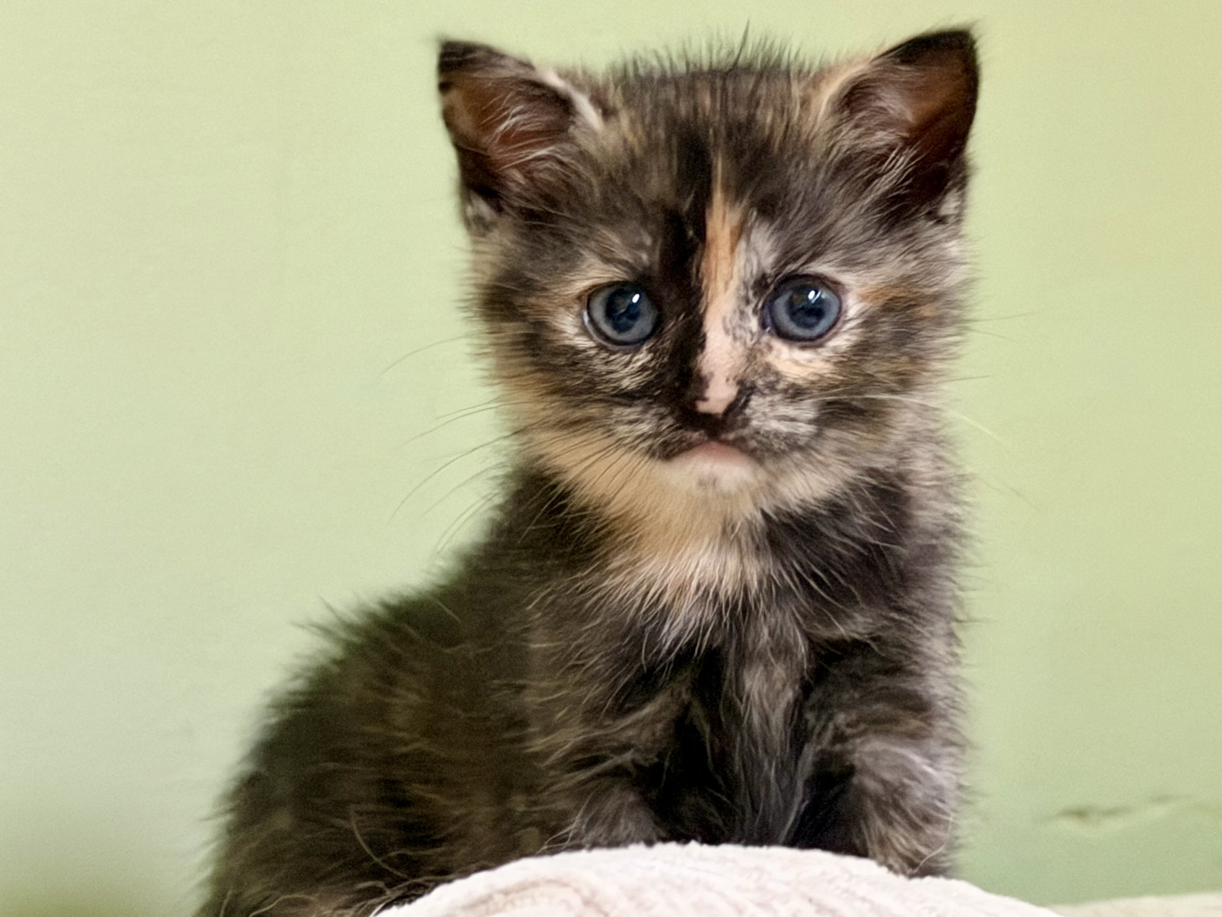 8 week old 1/2 British Shorthair Kittens image 3