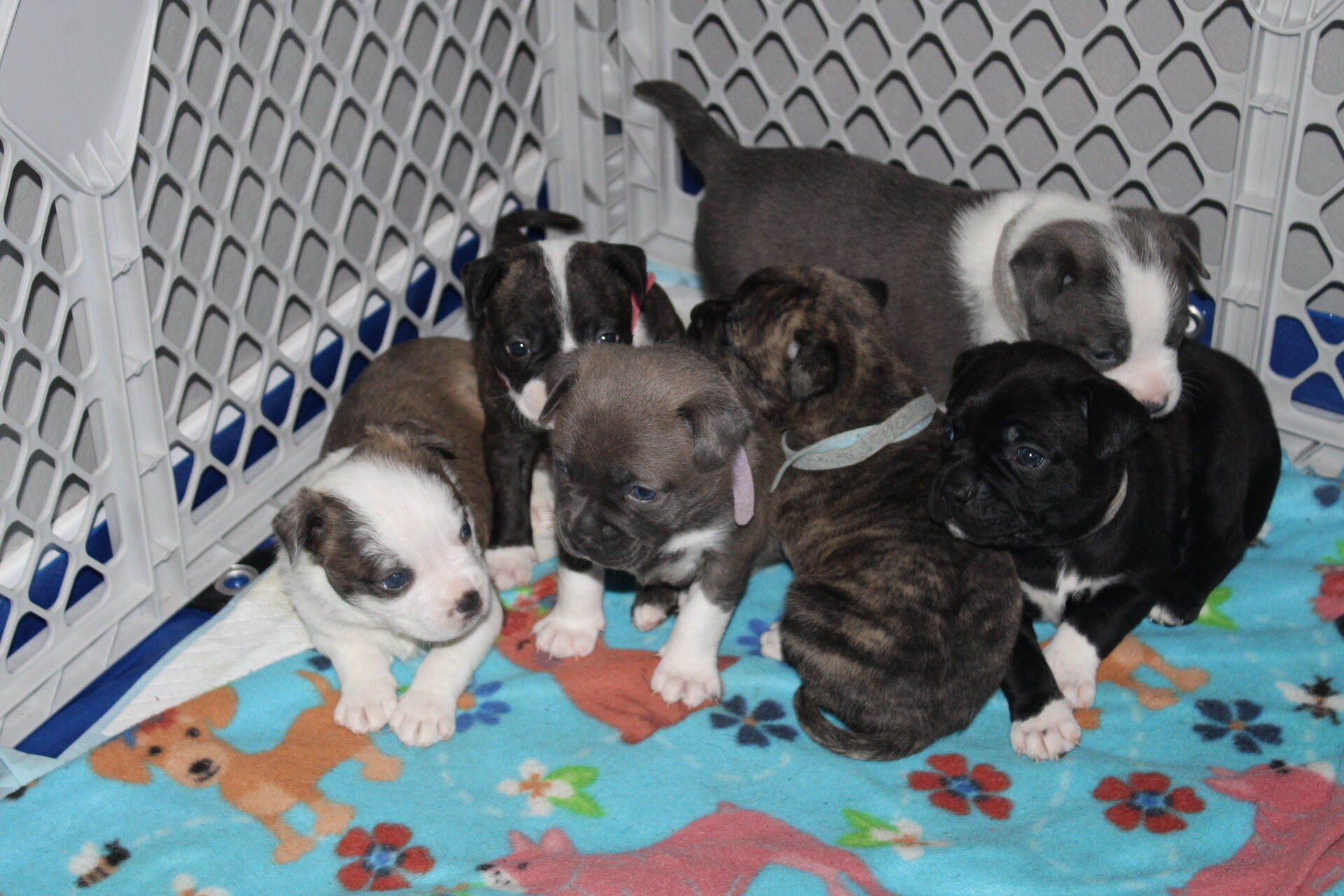 Pug/pitbull mixed puppies image 1